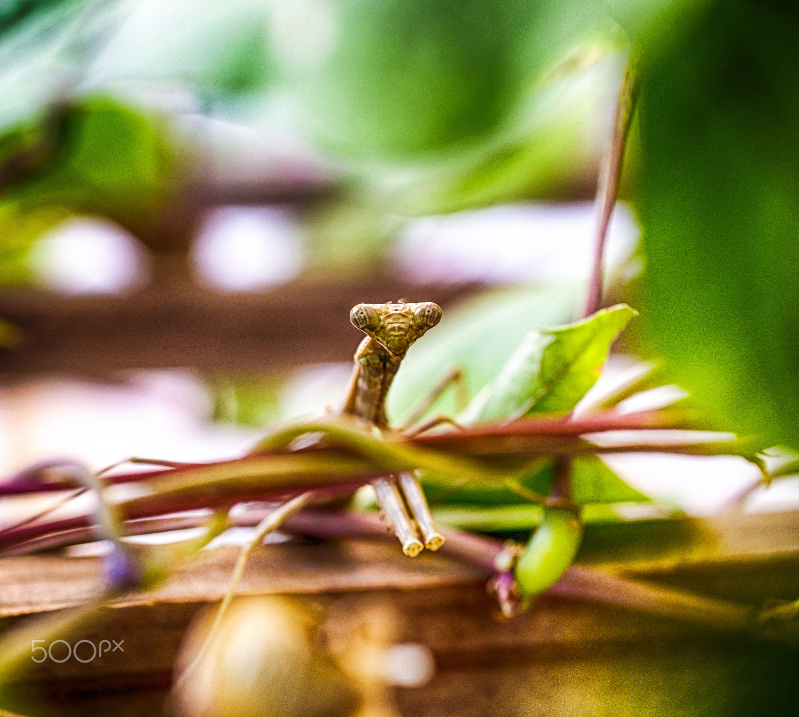 Nikon D610 + Nikon AF Micro-Nikkor 60mm F2.8D sample photo. The eyes are the key to the bug photography