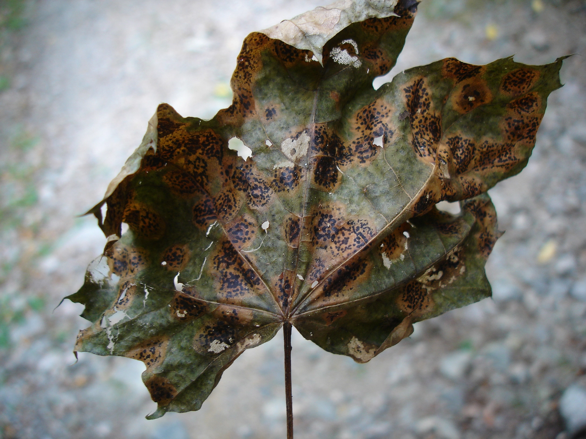 Sony DSC-P100 sample photo. Eaten leaf photography