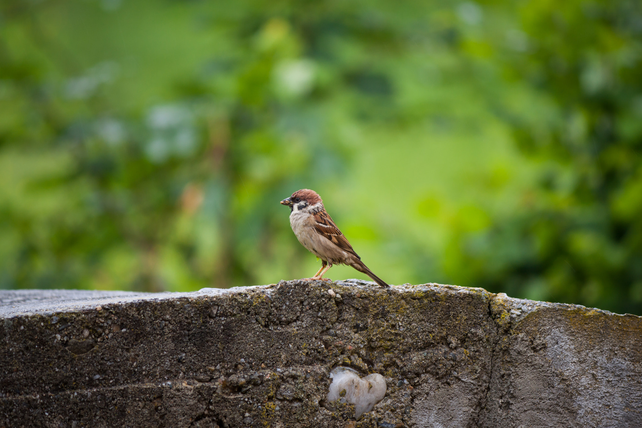 Canon EF-S 55-250mm F4-5.6 IS II sample photo. Birdie photography