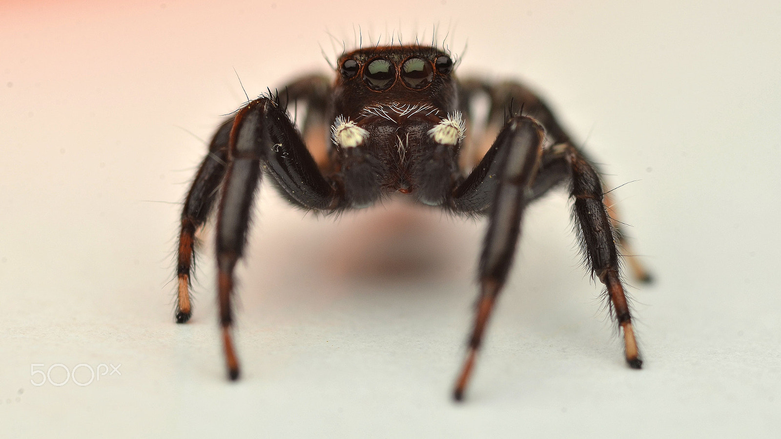 Tamron SP AF 90mm F2.8 Di Macro sample photo. Jumping spider rovinj 2016....id? photography