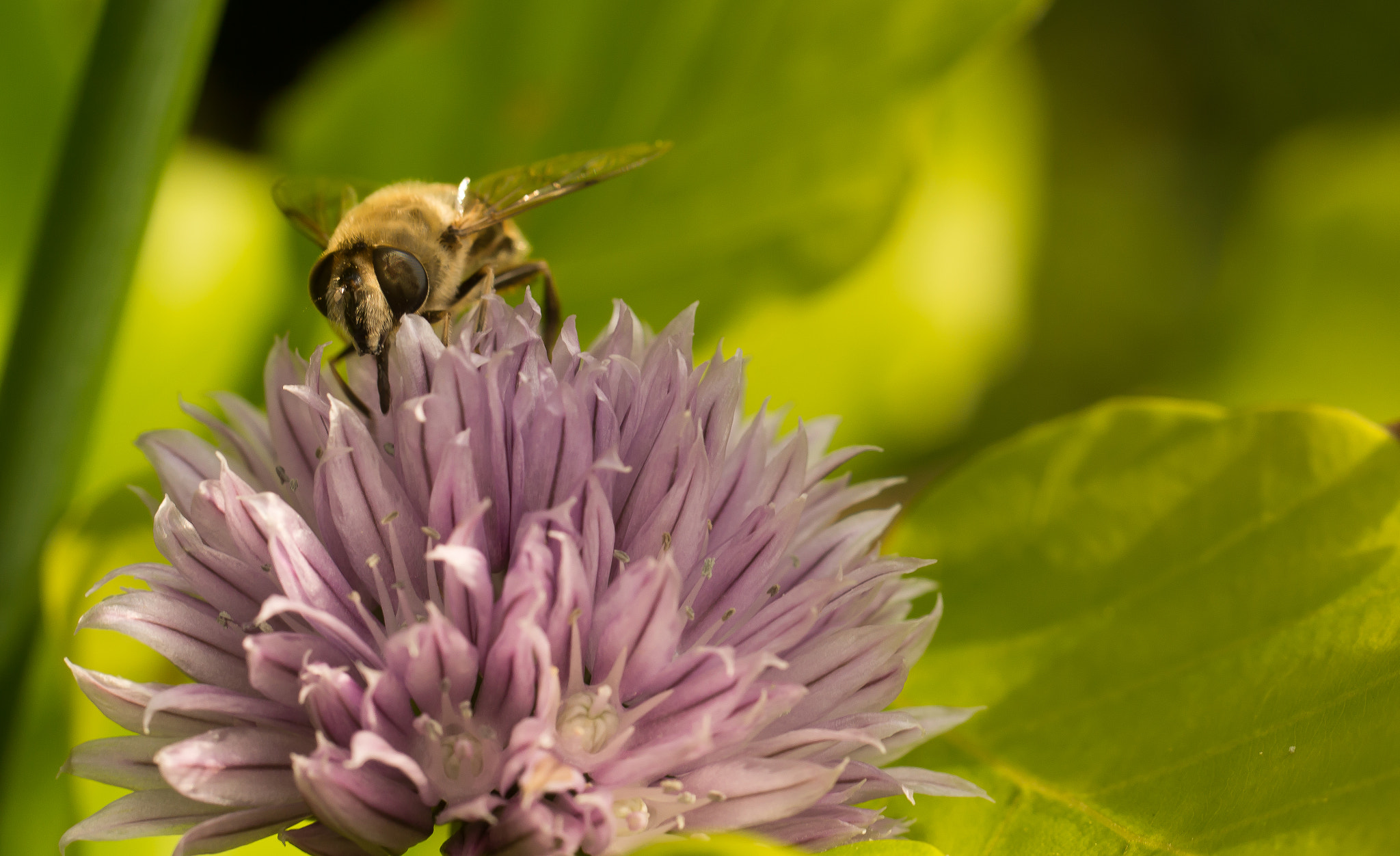 Sony SLT-A65 (SLT-A65V) sample photo. Bij photography