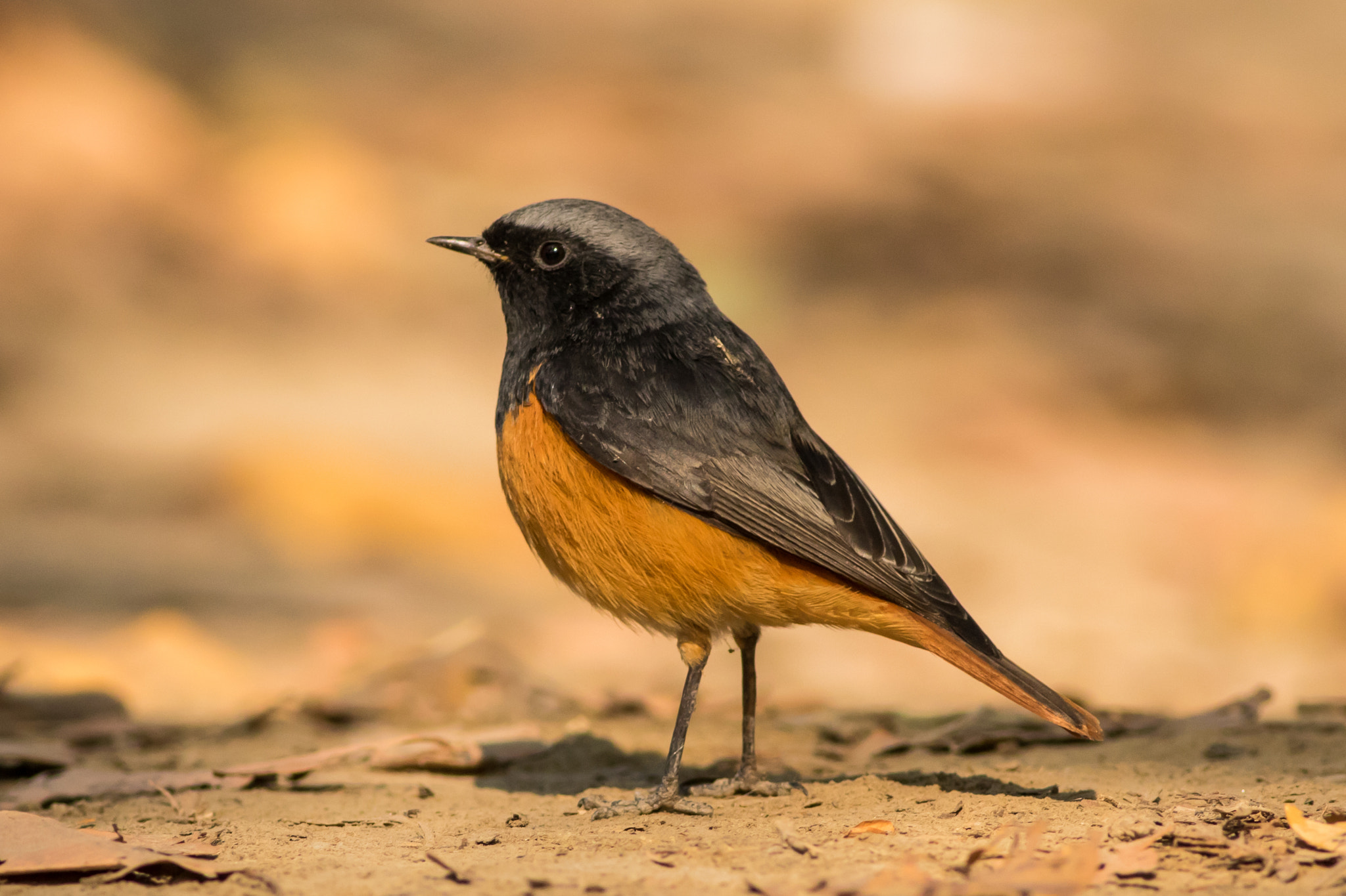 Canon EOS 7D Mark II sample photo. Black redstart photography