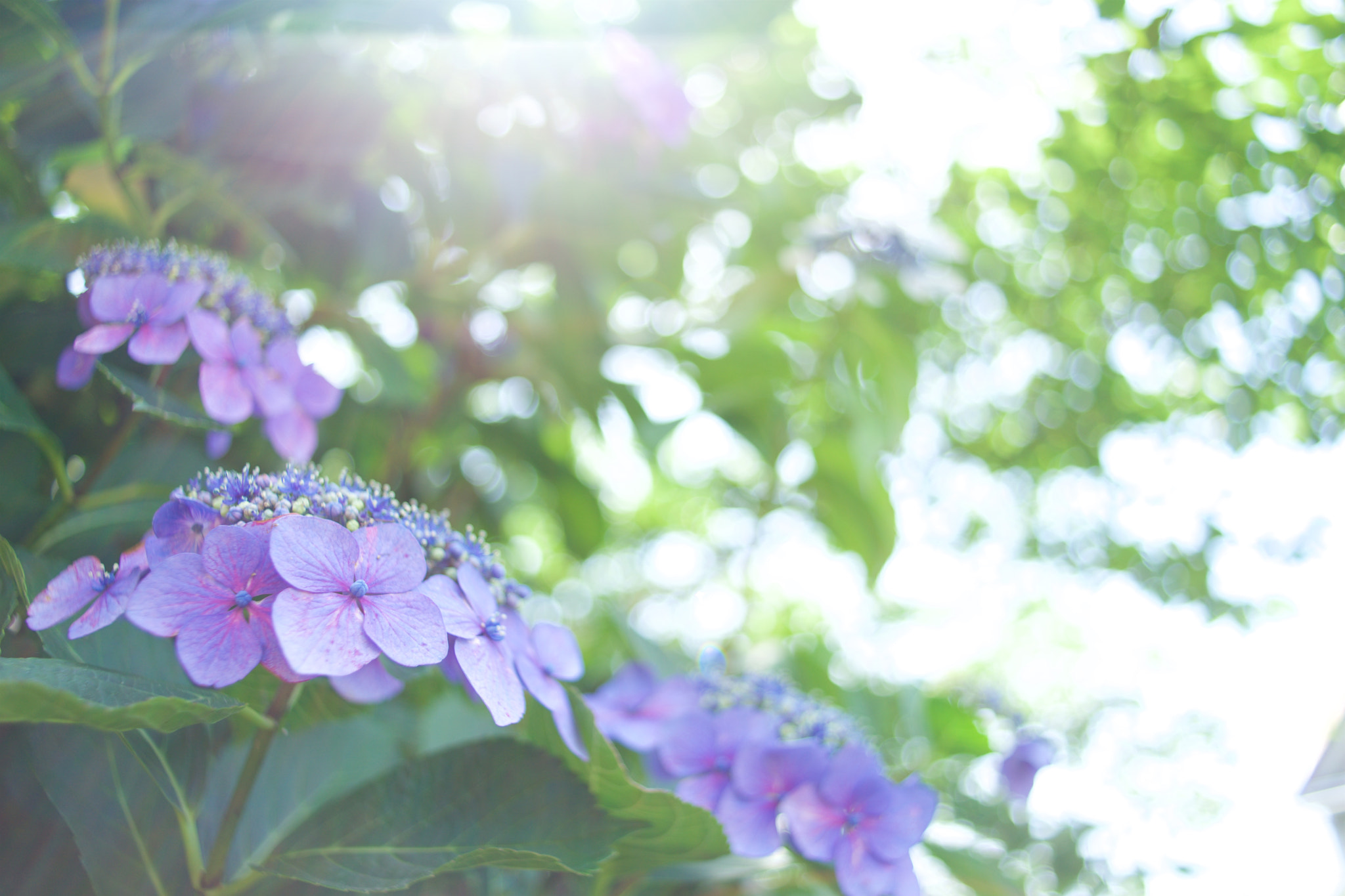 Sony a7 + Sony 28mm F2.8 sample photo. Flowers 3347 photography