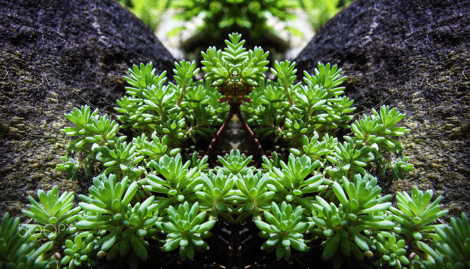 Fujifilm FinePix XP70 XP71 XP75 sample photo. Succulent monster photography
