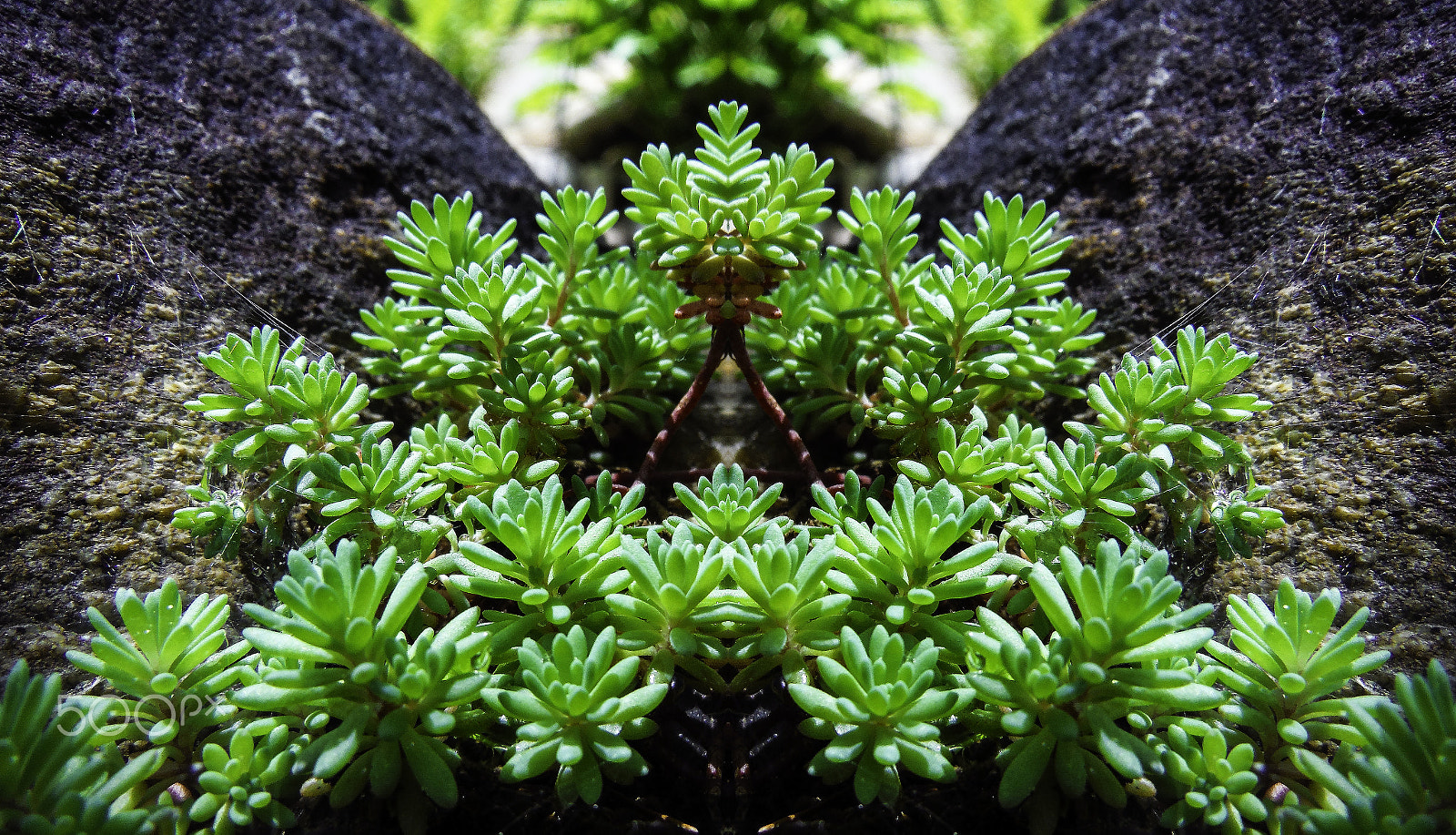 Fujifilm FinePix XP70 XP71 XP75 sample photo. Succulent monster photography