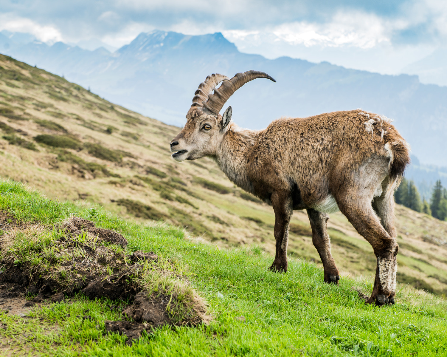 Sony a7R II + Sony 28-75mm F2.8 SAM sample photo. Young steinbock photography