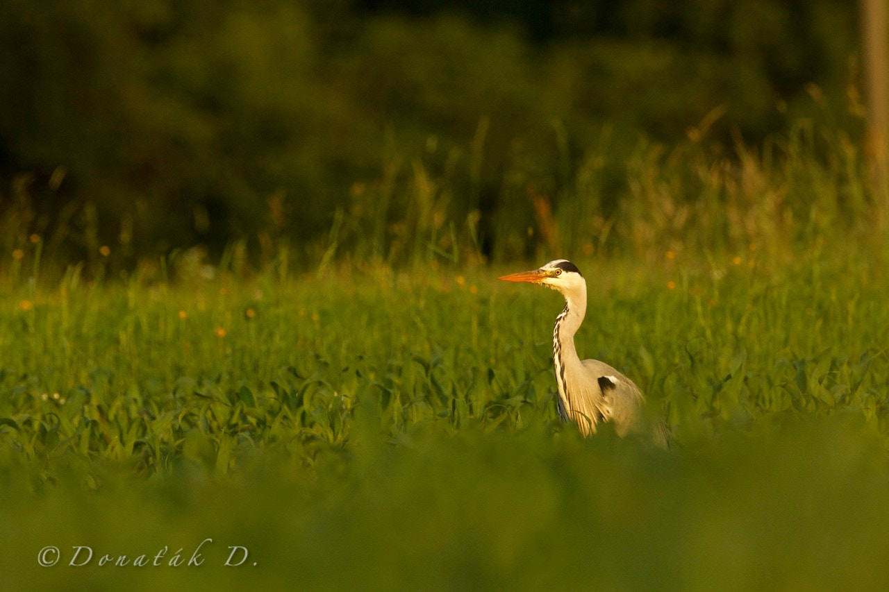 Canon EF 200-400mm F4L IS USM Extender 1.4x sample photo. Volavka popelavá (ardea cinerea) photography