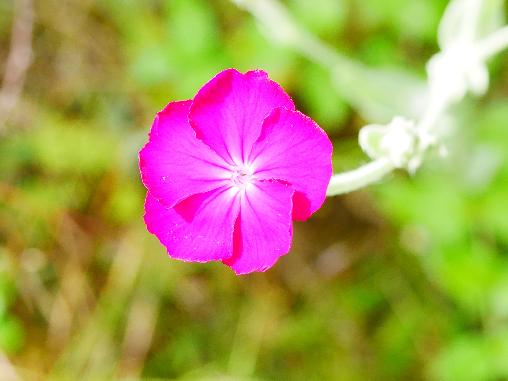 Panasonic Lumix G Macro 30mm F2.8 ASPH Mega OIS sample photo. Coloré photography