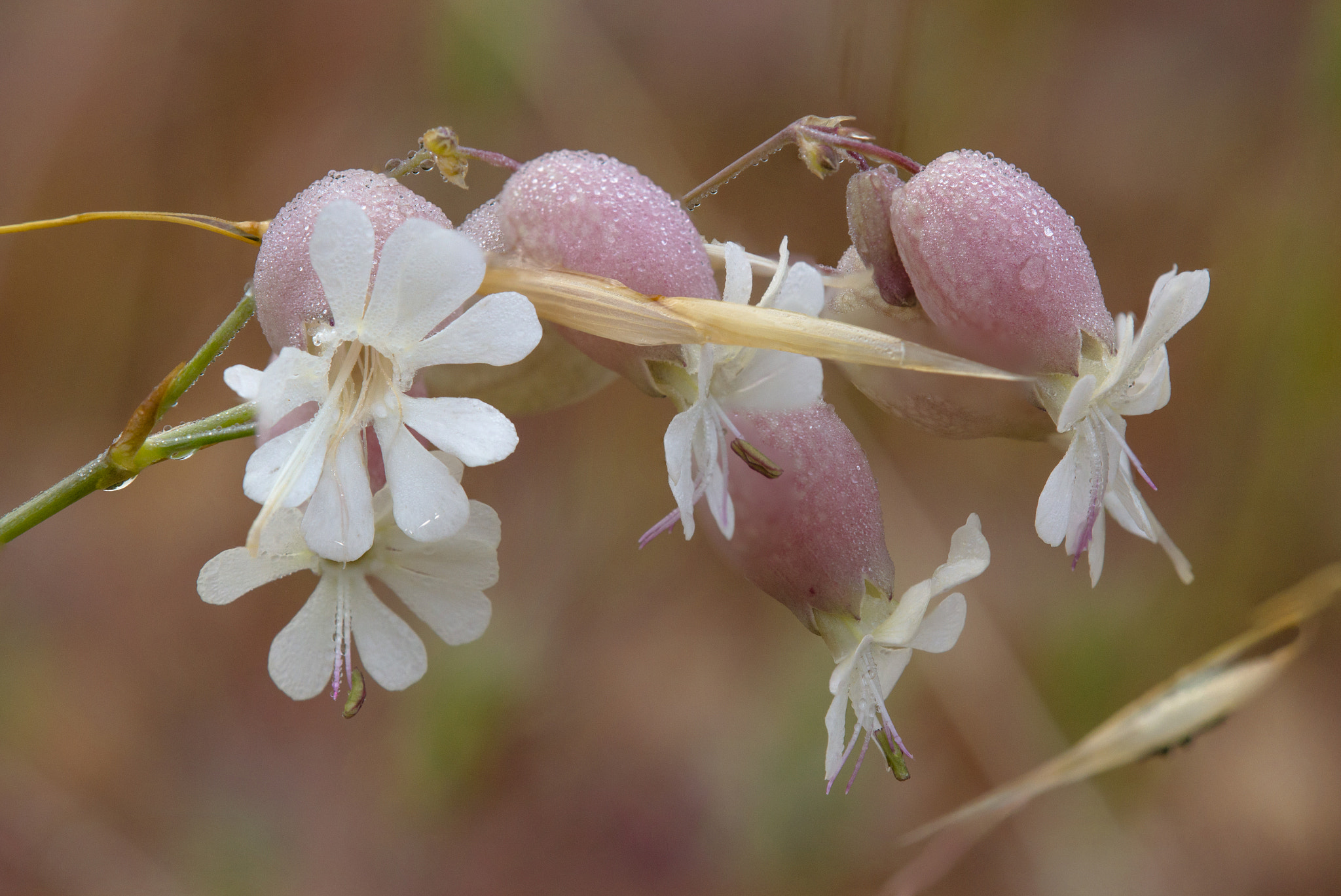 Tamron SP AF 180mm F3.5 Di LD (IF) Macro sample photo. White bladder campion photography