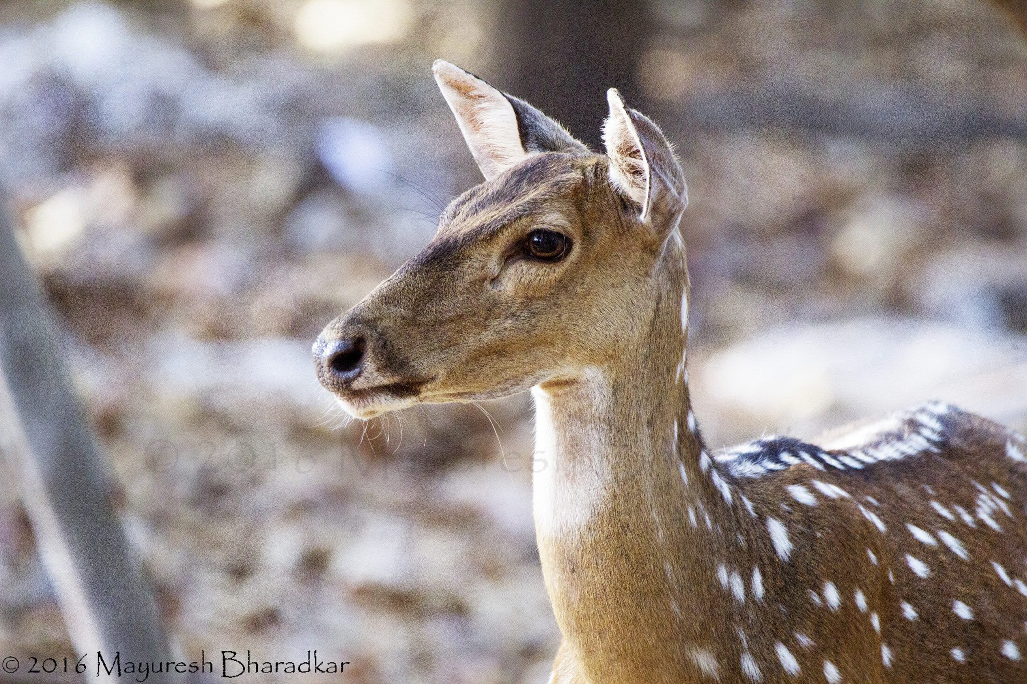 150-600mm F5-6.3 DG OS HSM | Contemporary 015 sample photo. Spotted deer. photography