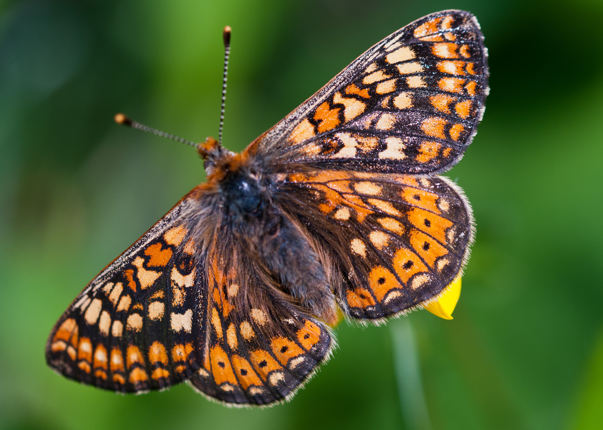 Sigma 105mm F2.8 EX DG OS HSM sample photo. Marsh fritillary photography