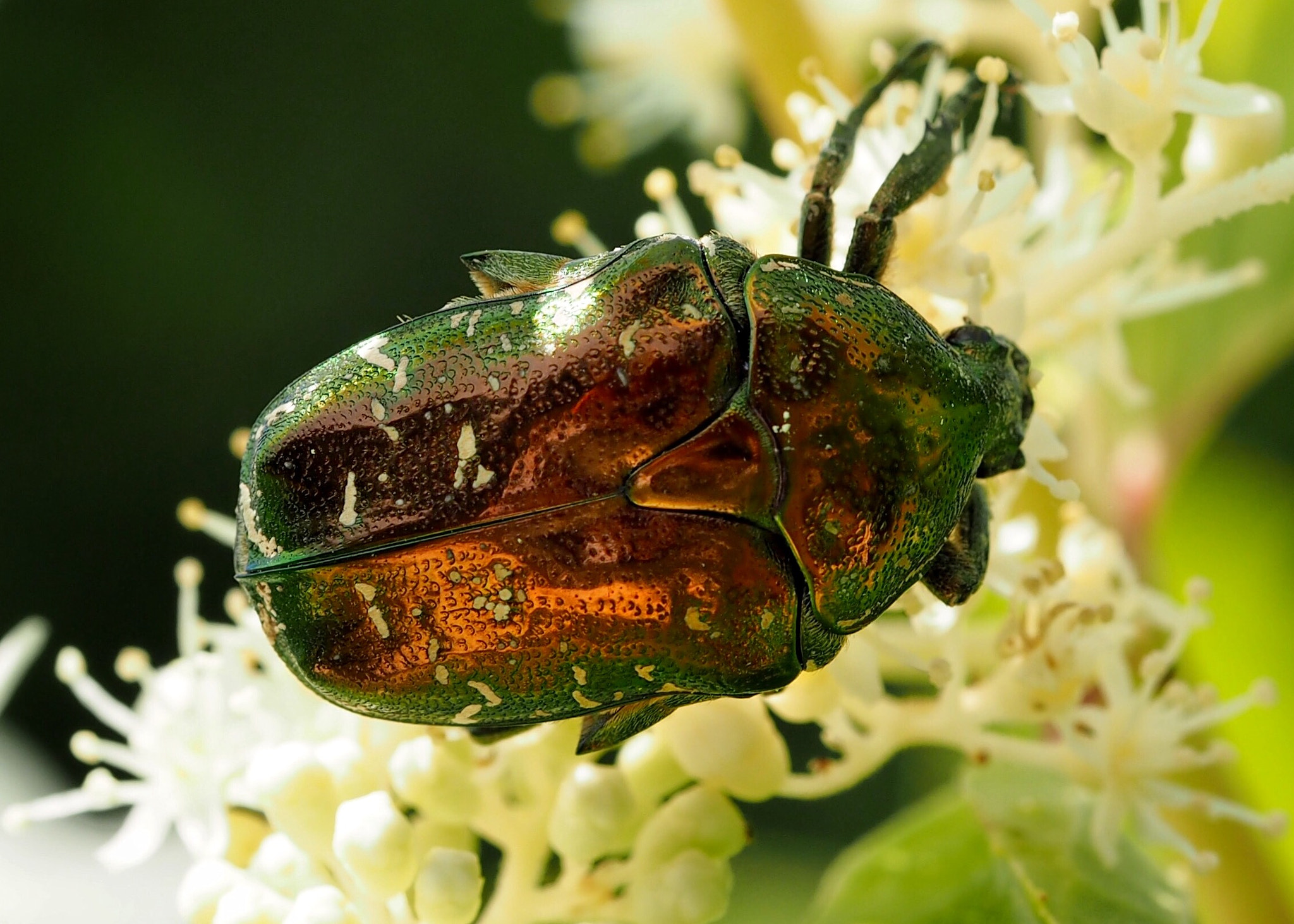 Olympus PEN E-PL7 sample photo. Drone beetle photography