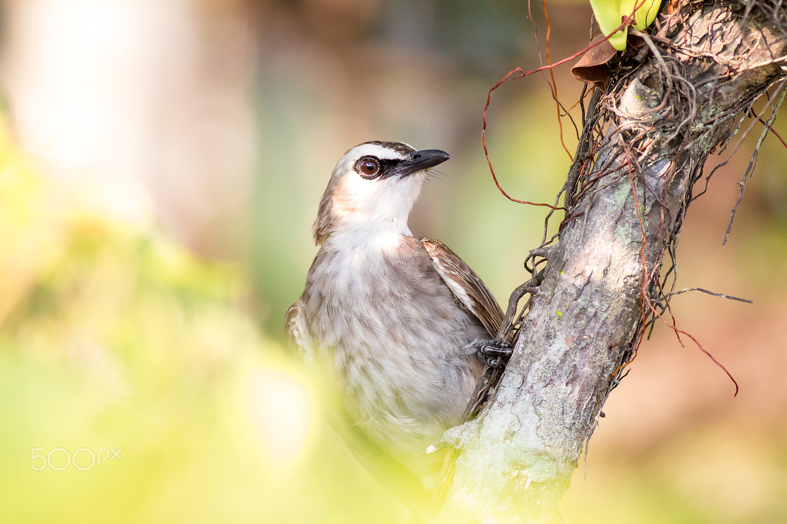 Canon EOS 70D + Canon EF 400mm F5.6L USM sample photo. 白头翁 photography