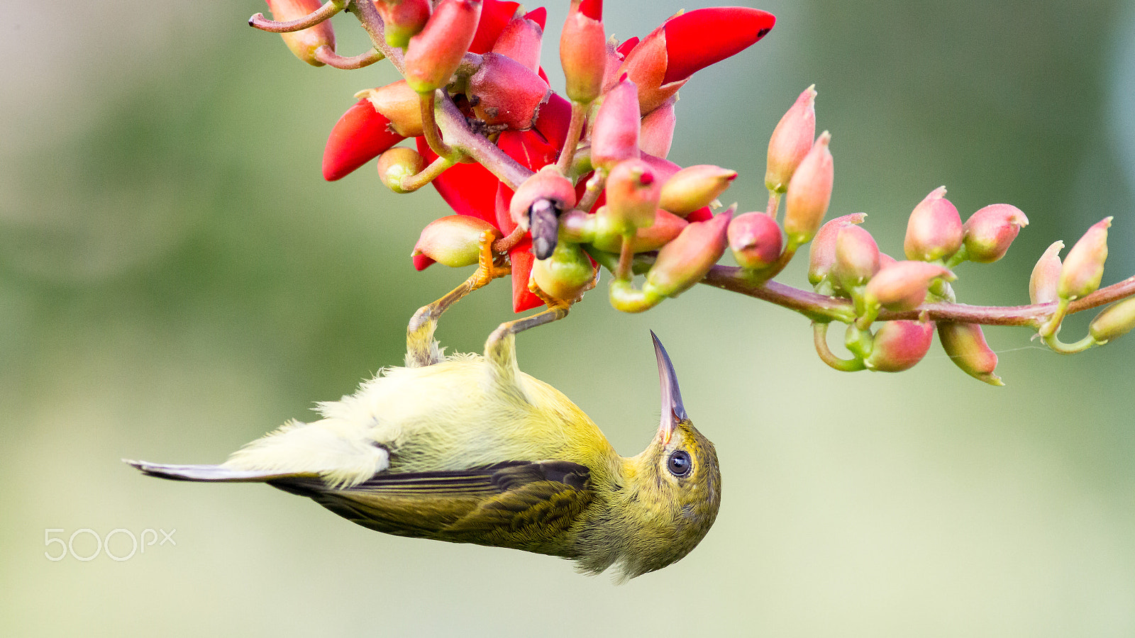 Canon EOS 70D + Canon EF 400mm F5.6L USM sample photo. Hang on... photography