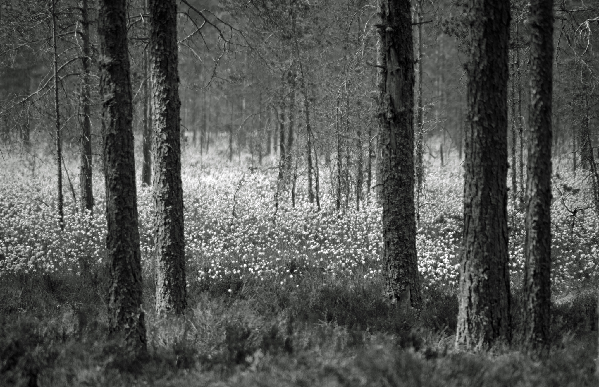 Pentax K-1 sample photo. Mystic swamp photography