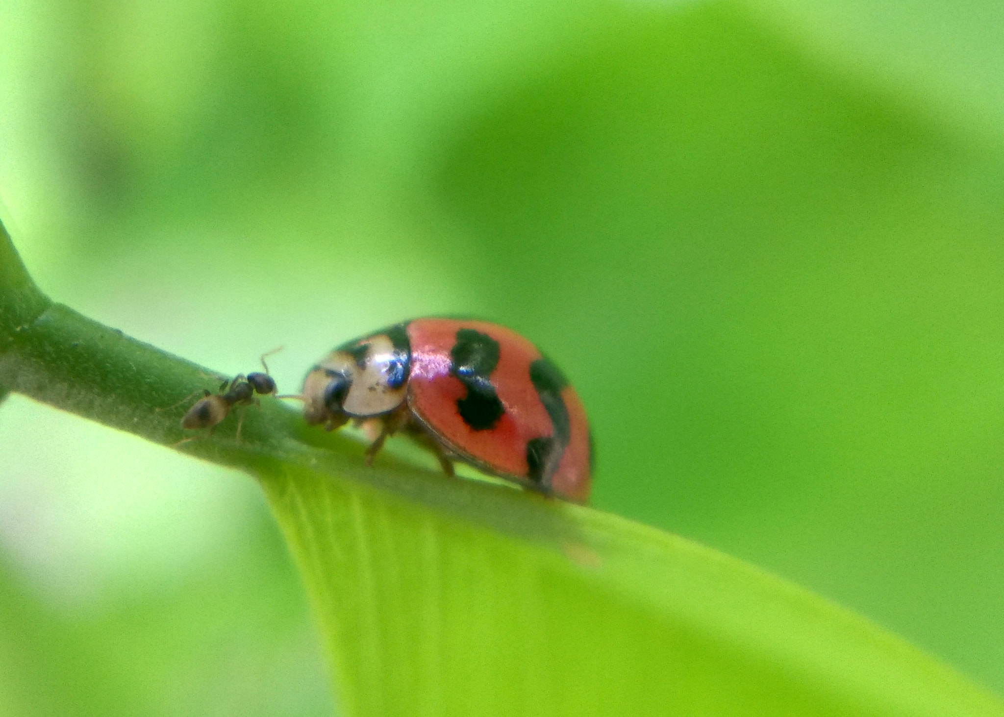 Nokia Lumia 730 Dual SIM sample photo. Bug vs ant photography