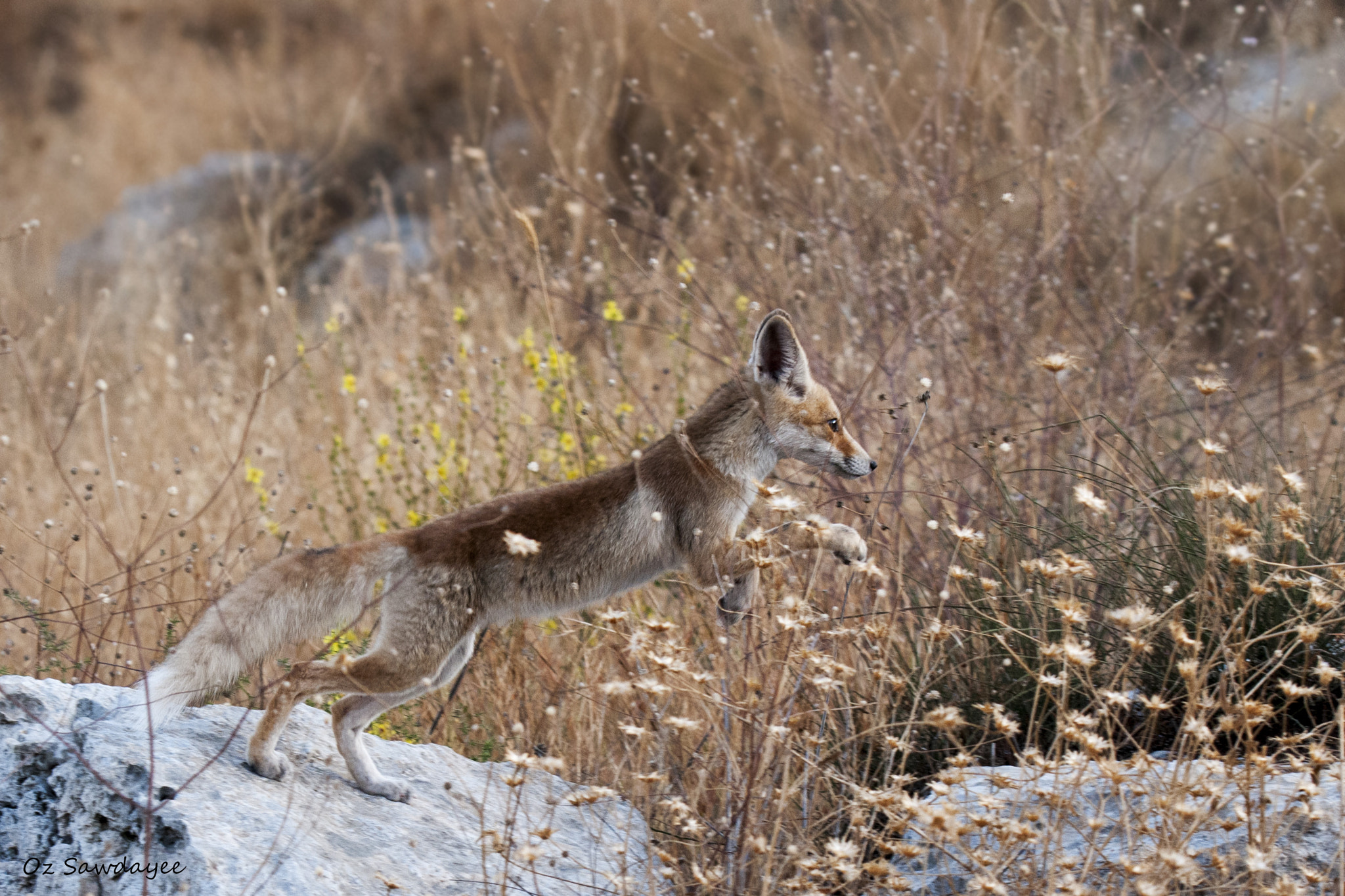 Nikon D300S sample photo. Full length photography