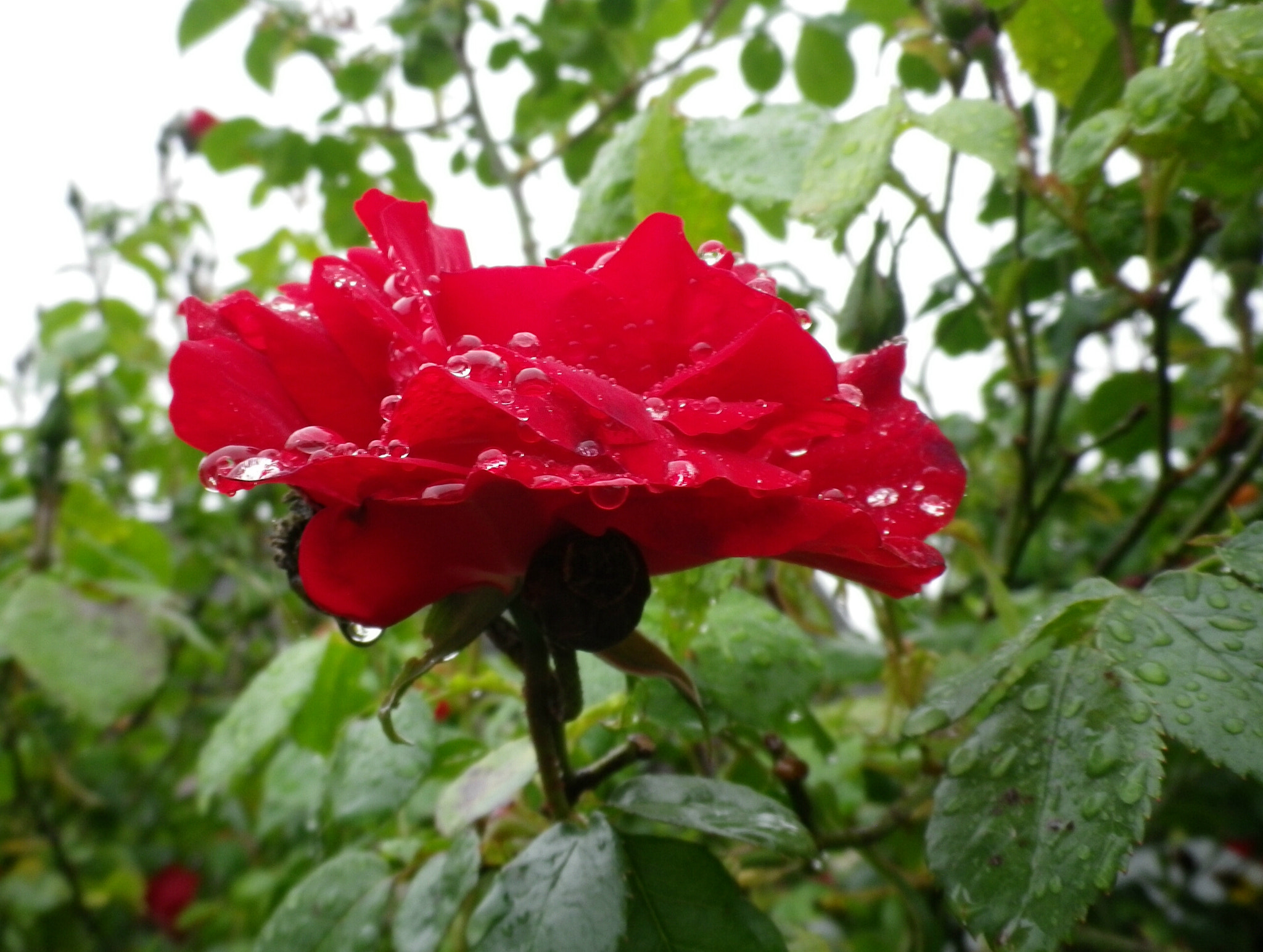 Pentax Optio I-10 sample photo. Rose in rain photography