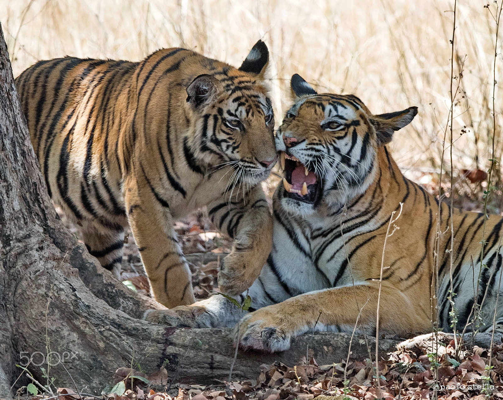 Nikon AF-S Nikkor 400mm F2.8E FL ED VR sample photo. Roaring mom photography