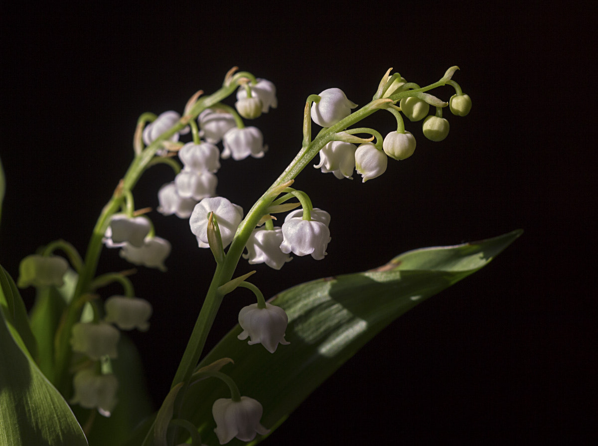 Sigma APO Macro 150mm f/2.8 EX DG HSM sample photo. Lily of the valley photography