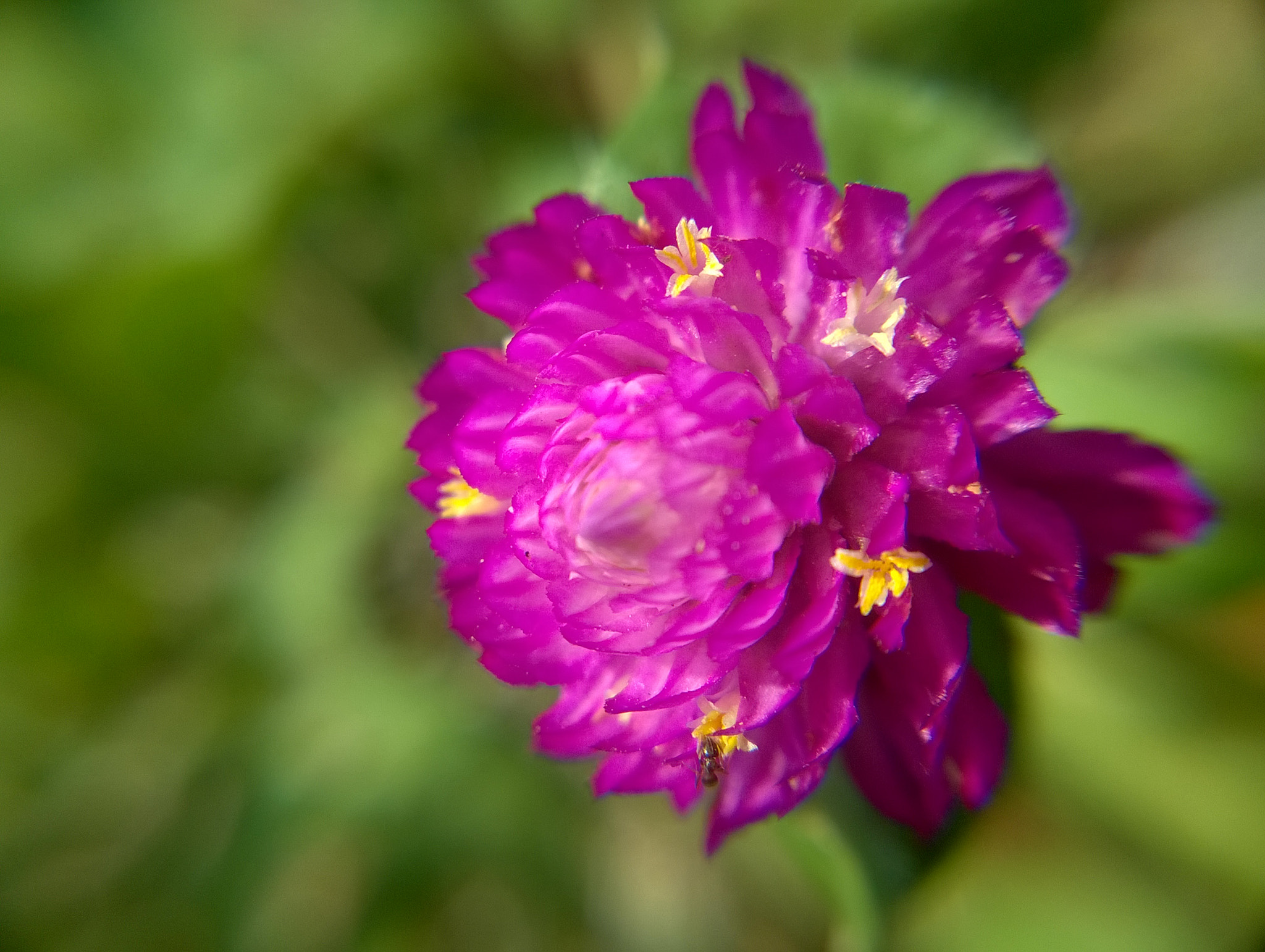 Nokia Lumia 730 Dual SIM sample photo. Flower photography