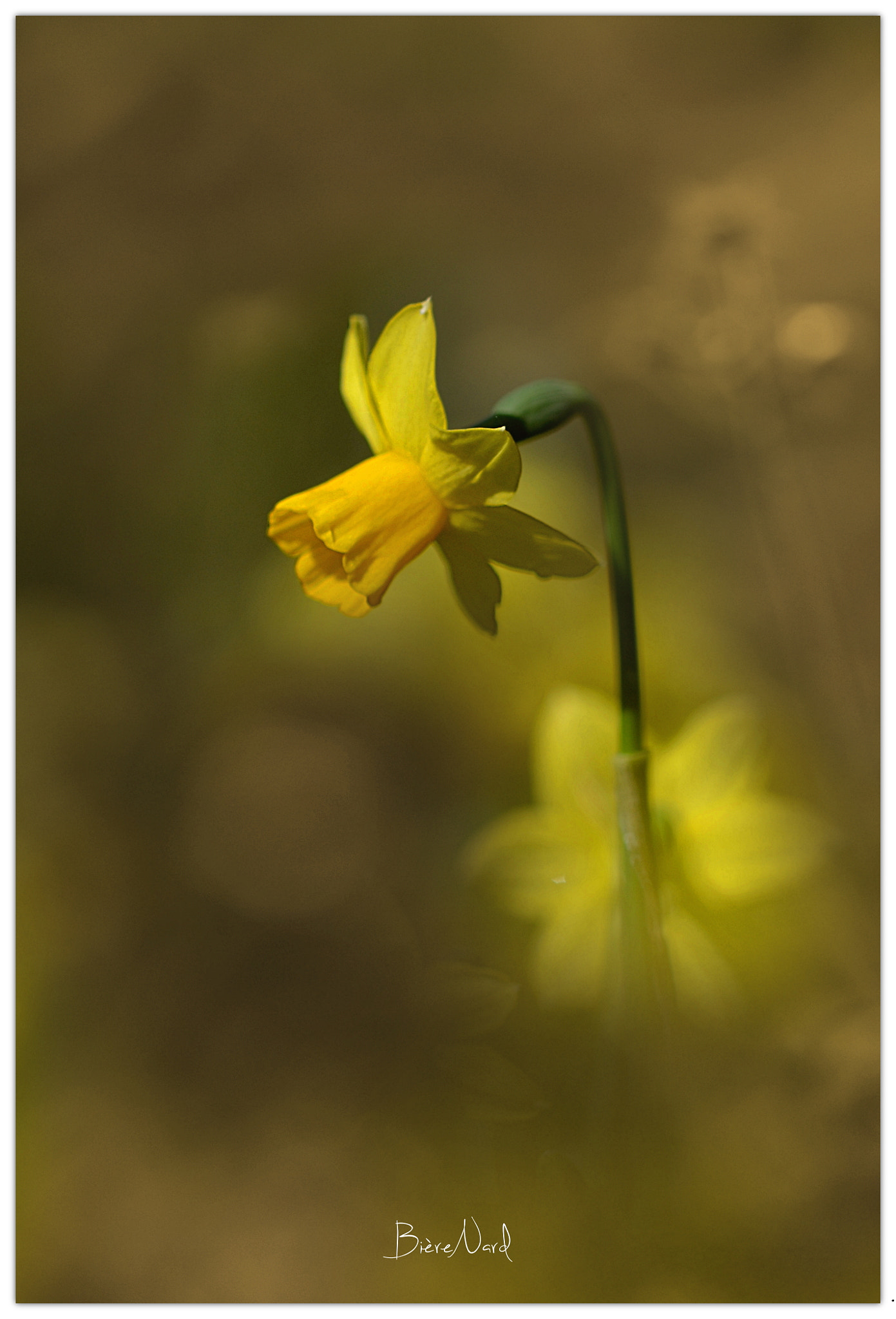 Nikon D3100 + Tamron SP 90mm F2.8 Di VC USD 1:1 Macro (F004) sample photo. Yellow daffodil photography