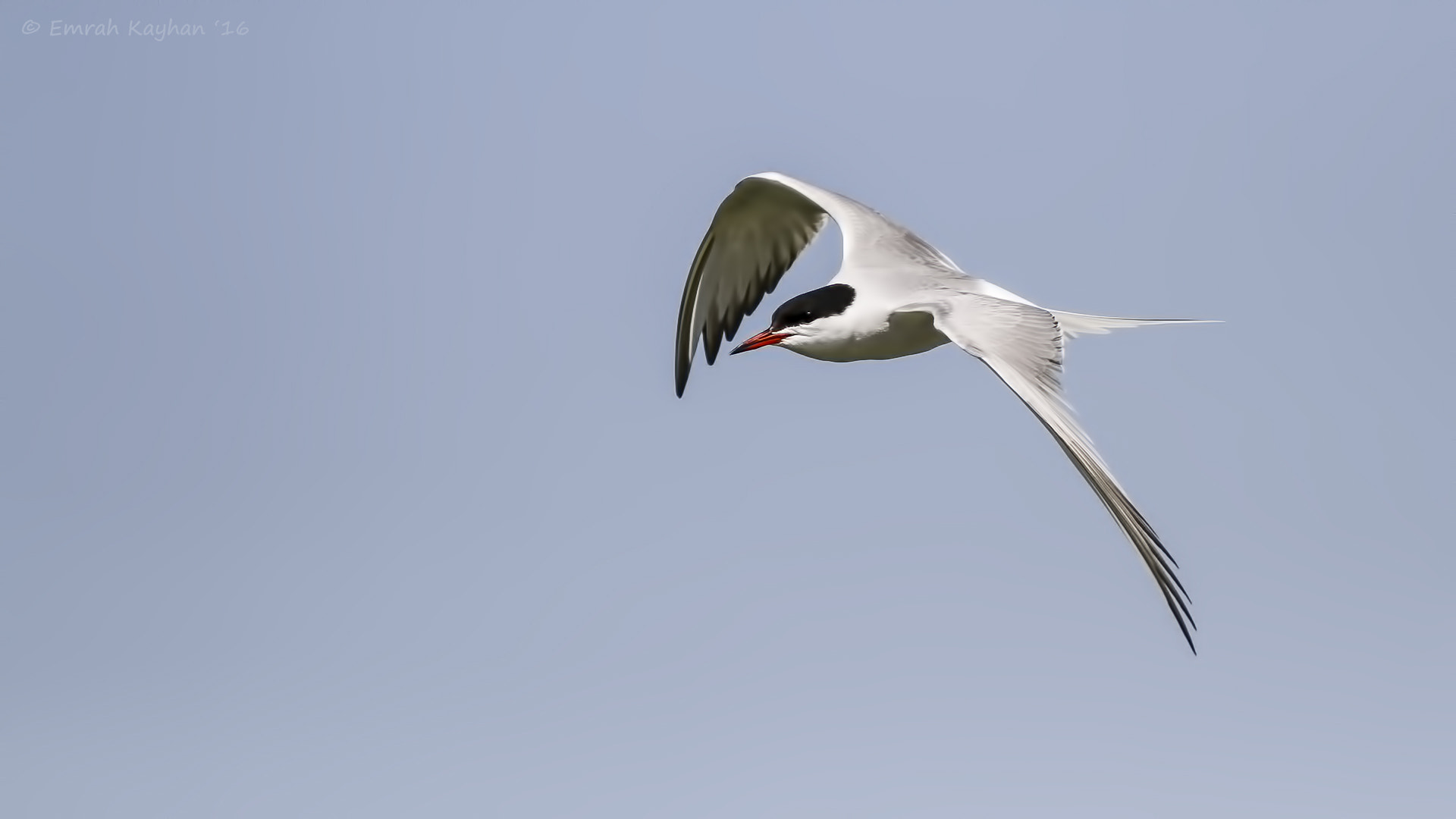 Canon EOS 7D + Canon EF 400mm F5.6L USM sample photo. Common ter photography