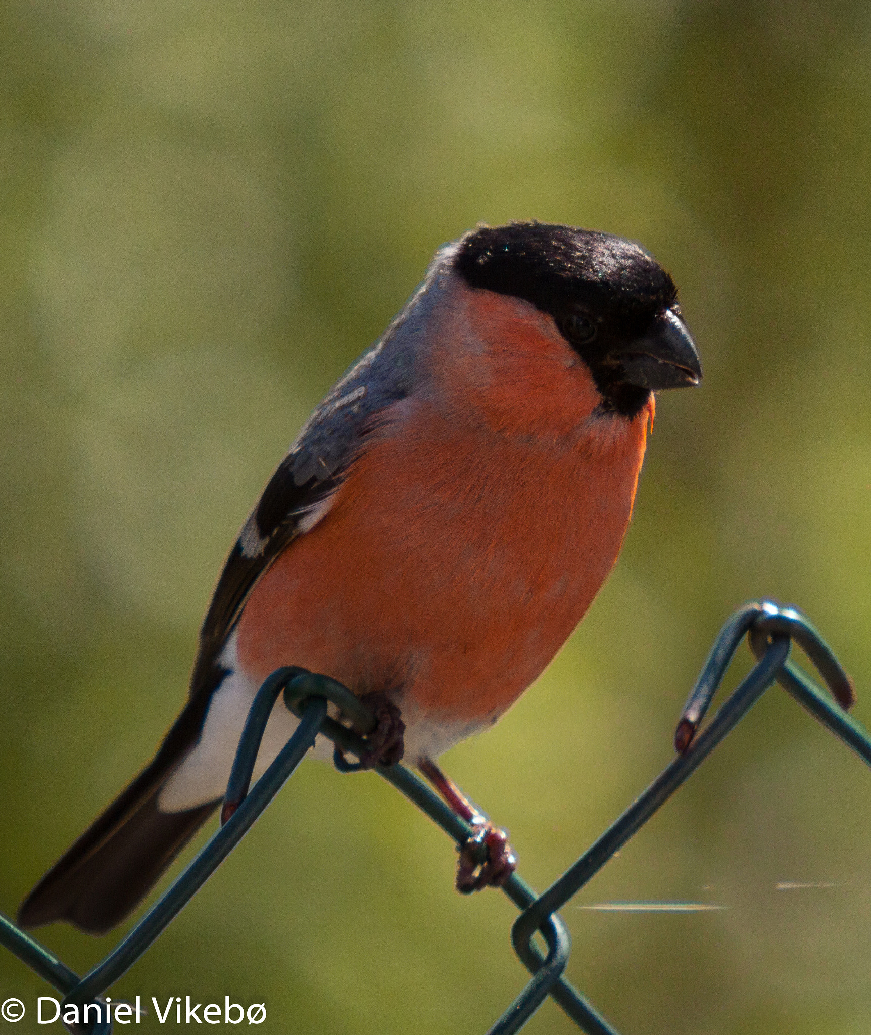 Sigma 50-500mm f/4-6.3 APO HSM EX sample photo. Bullfinch photography