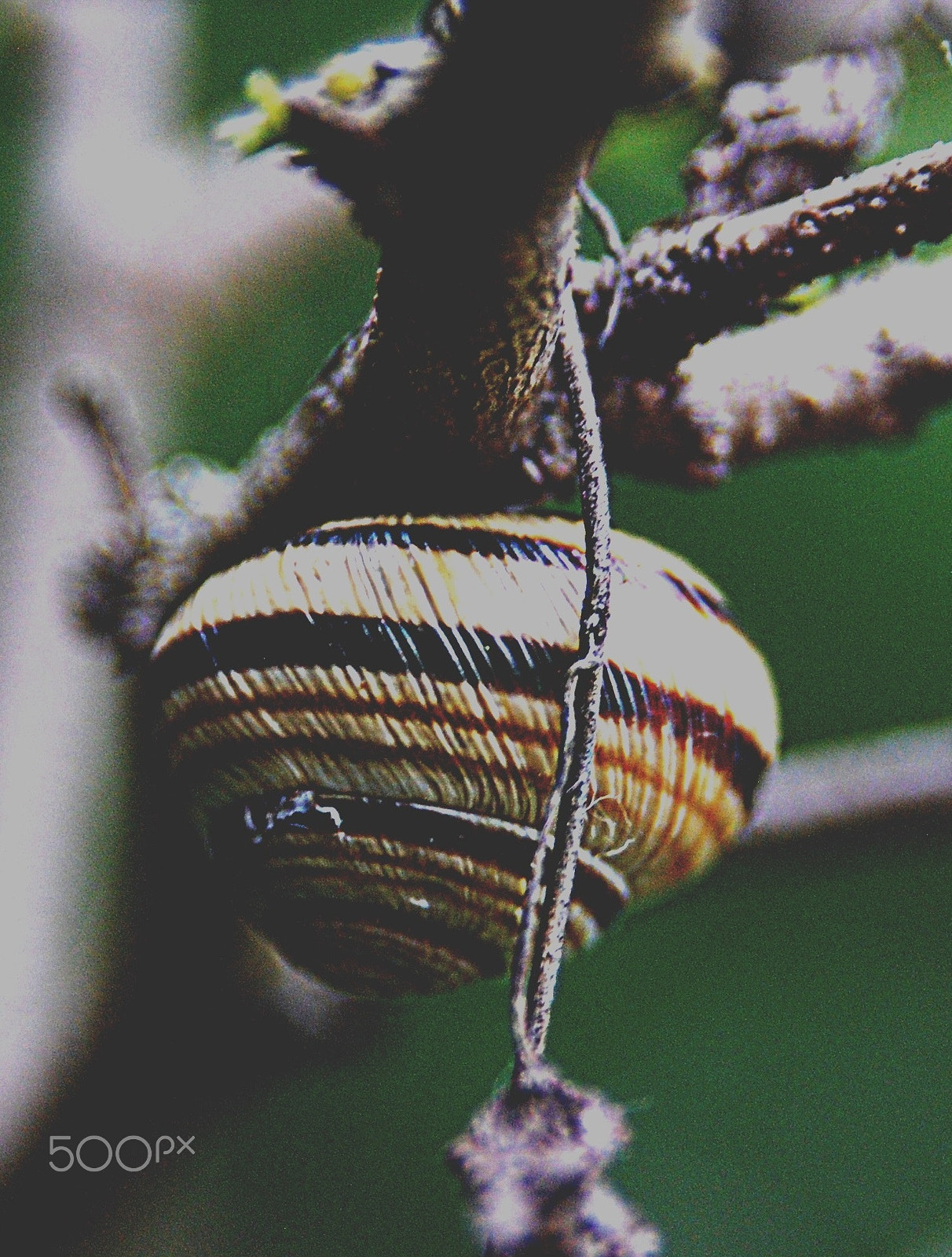 AF Zoom-Nikkor 28-105mm f/3.5-4.5D IF sample photo. Snail photography