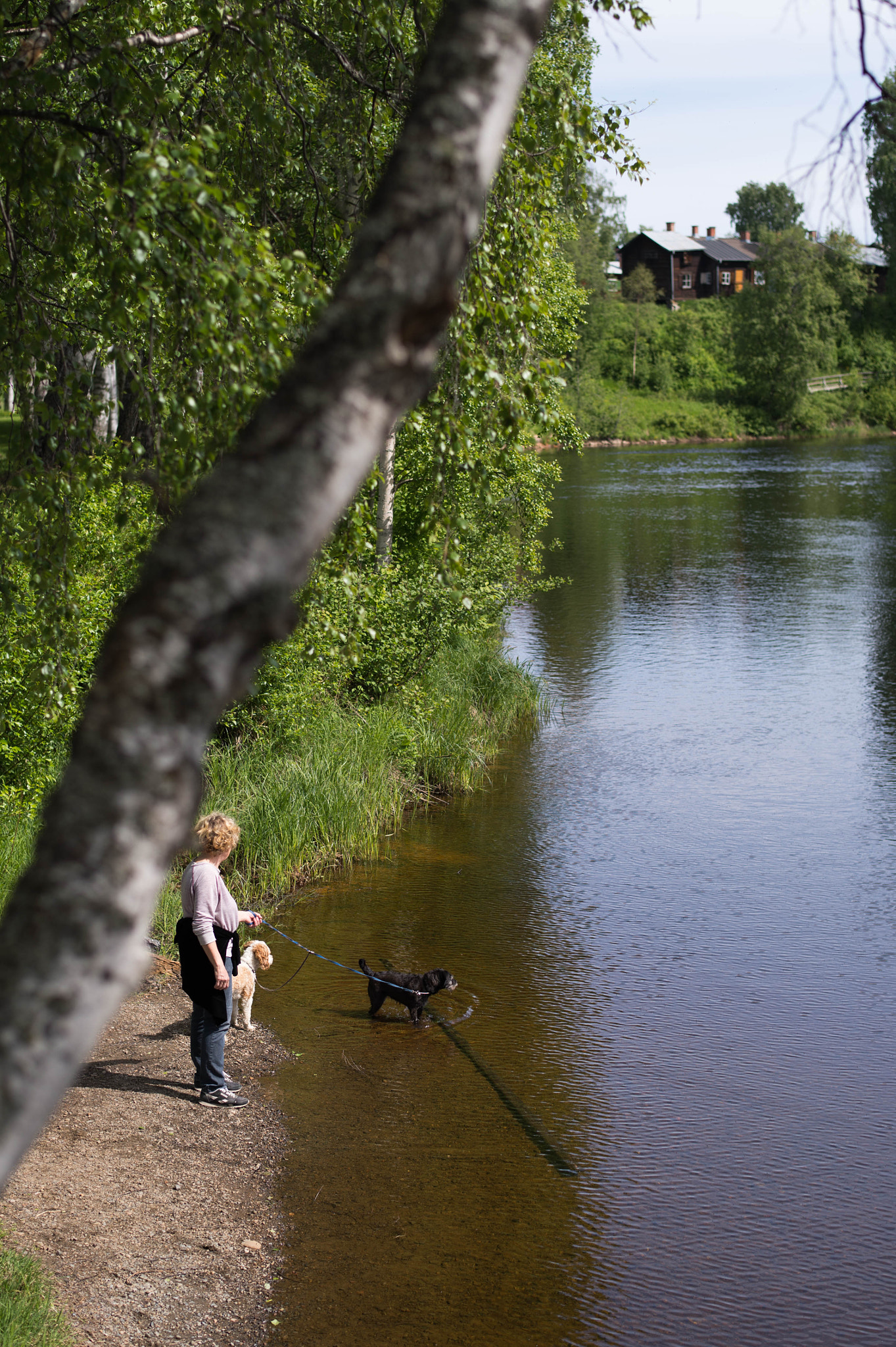 Nikon Df + Nikon AF-S Nikkor 58mm F1.4G sample photo. Paw-dipping in the river photography