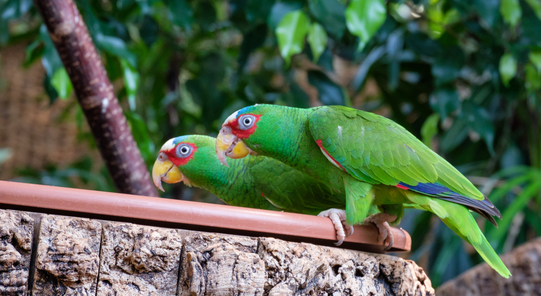 Fujifilm X-Pro2 + Fujifilm XC 50-230mm F4.5-6.7 OIS II sample photo. Parrot twins photography