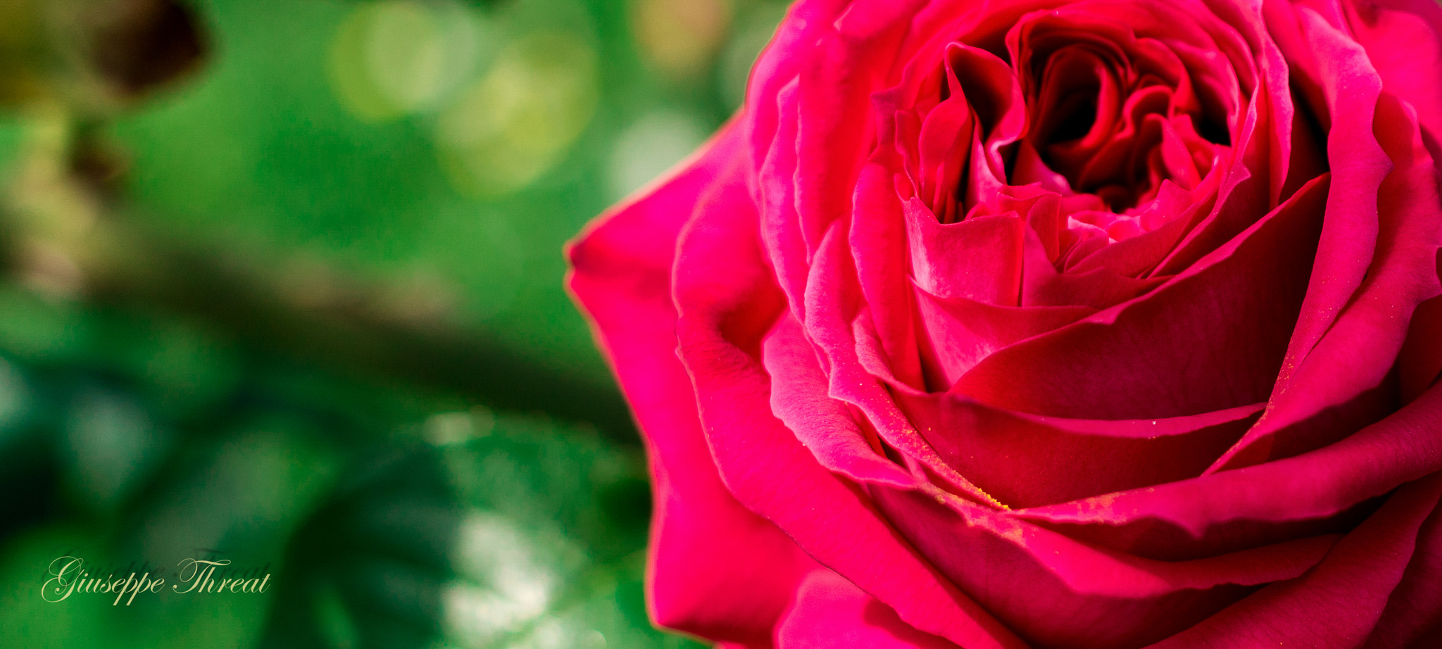 Canon EF 24mm F2.8 IS USM sample photo. Rose photography