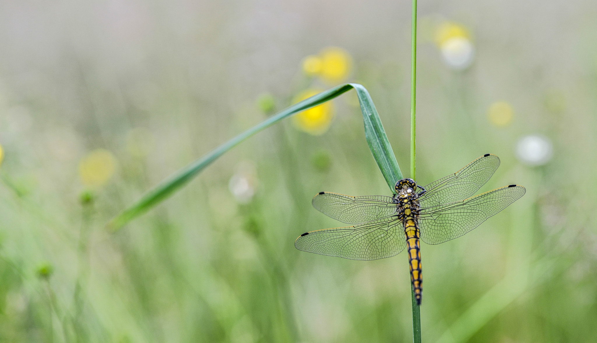 Nikon D600 sample photo. Libelle photography