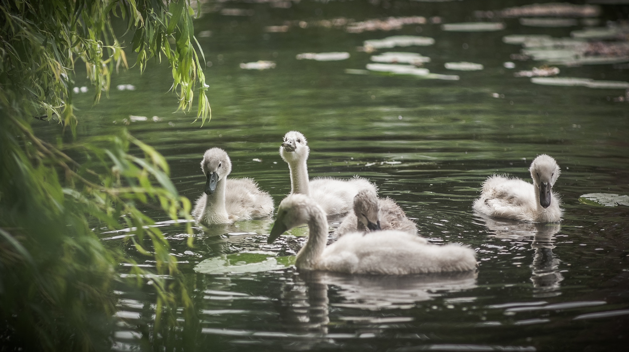 Canon EOS 5D + Canon EF 135mm F2.8 SF sample photo. Cygnets. photography