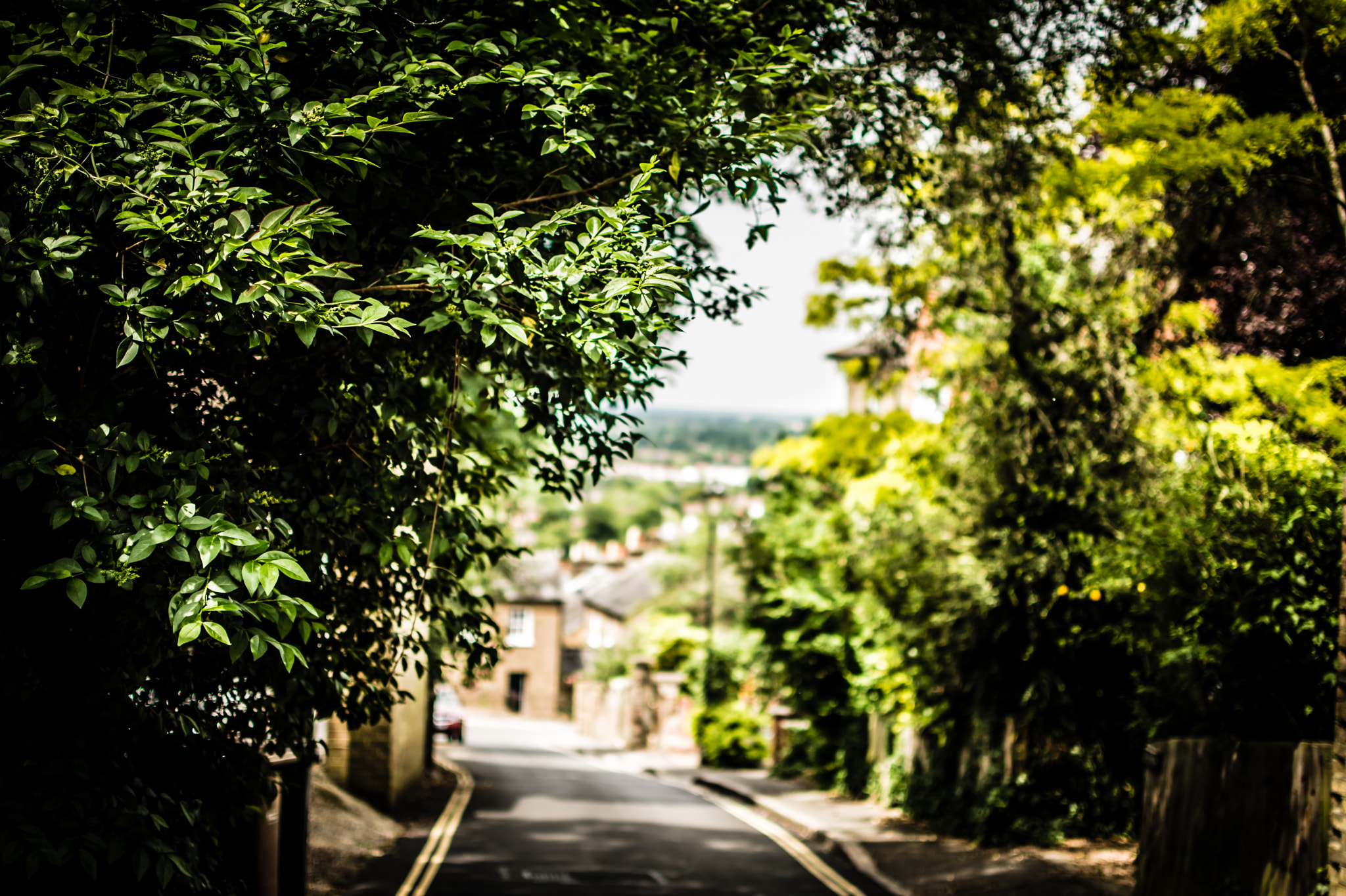 Leafy View