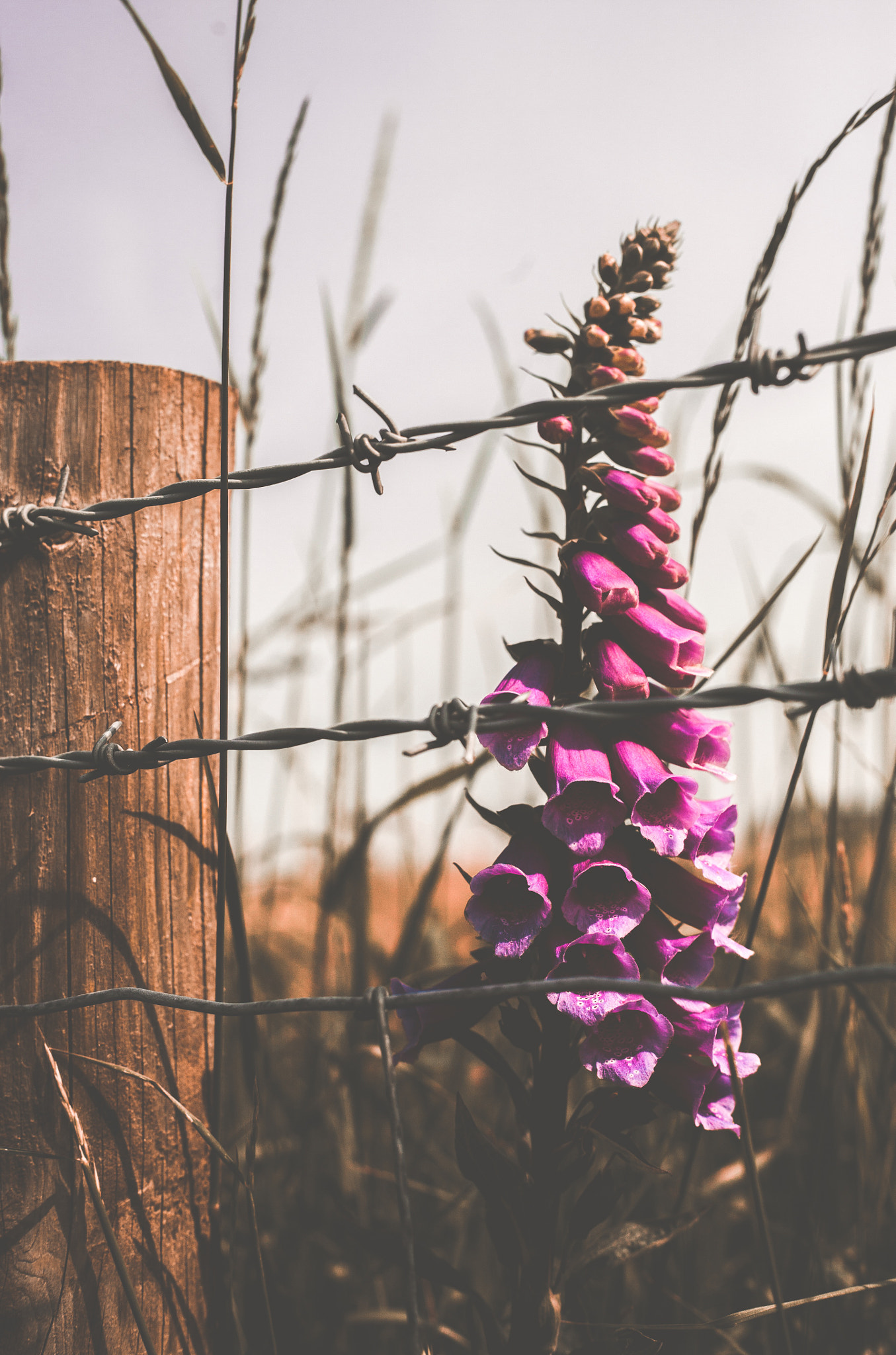 Canon EOS 5D + Canon EF 50mm f/1.8 sample photo. Warmth is always welcomed photography