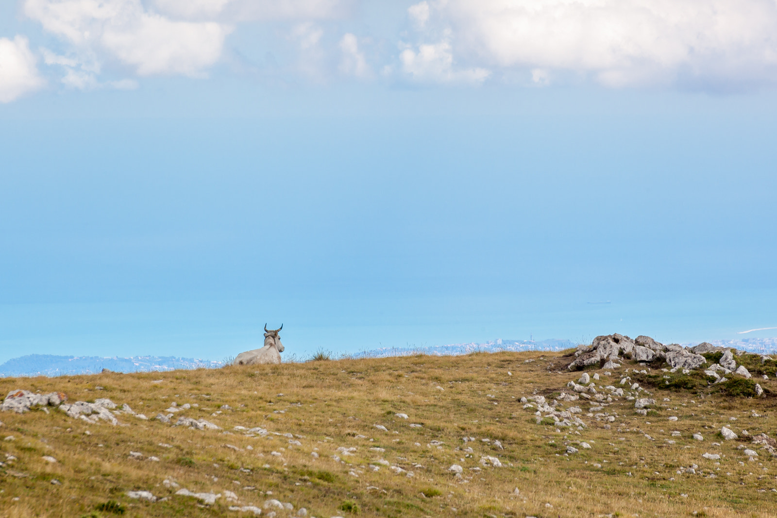 Canon EOS 5D Mark II + Sigma 70-300mm F4-5.6 APO DG Macro sample photo. Cow in the mountain watching the sea ... photography