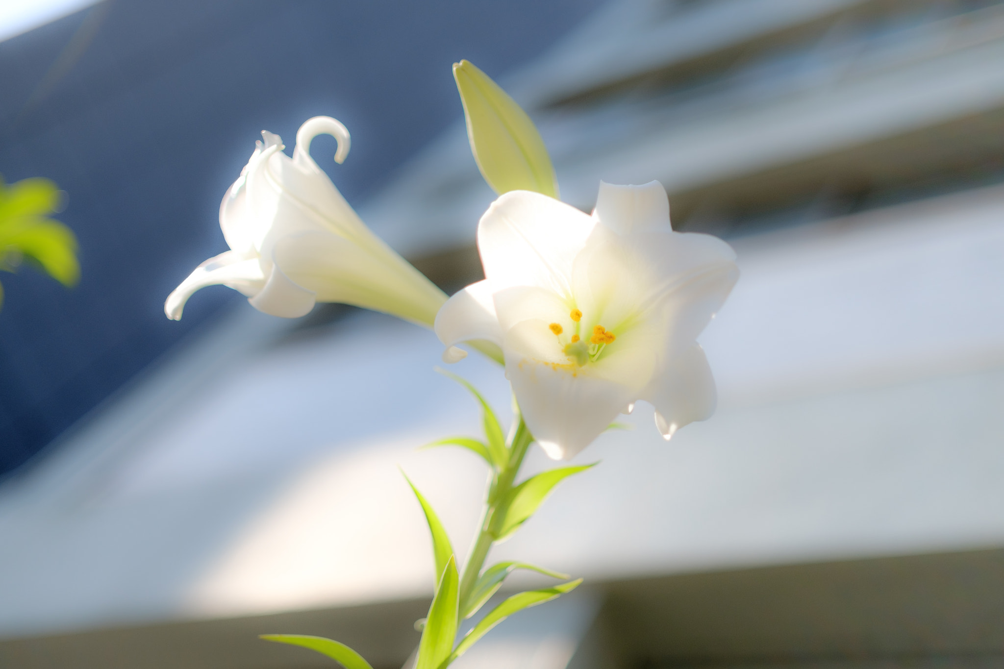 Fujifilm X-Pro2 + ZEISS Touit 32mm F1.8 sample photo. Flower photography