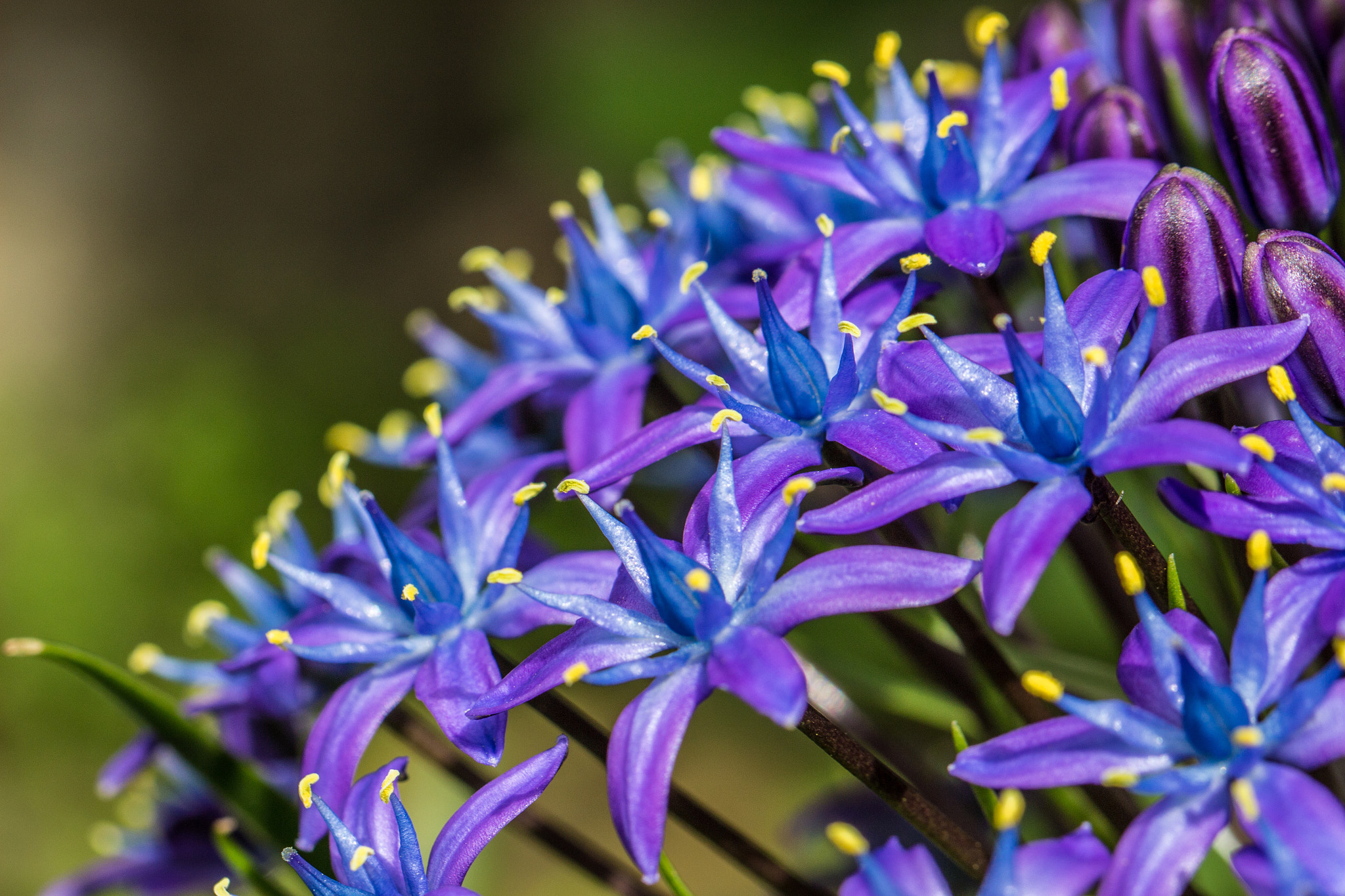Canon EOS 100D (EOS Rebel SL1 / EOS Kiss X7) + Canon EF 100mm F2.8L Macro IS USM sample photo. Blooming scilla peruviana photography
