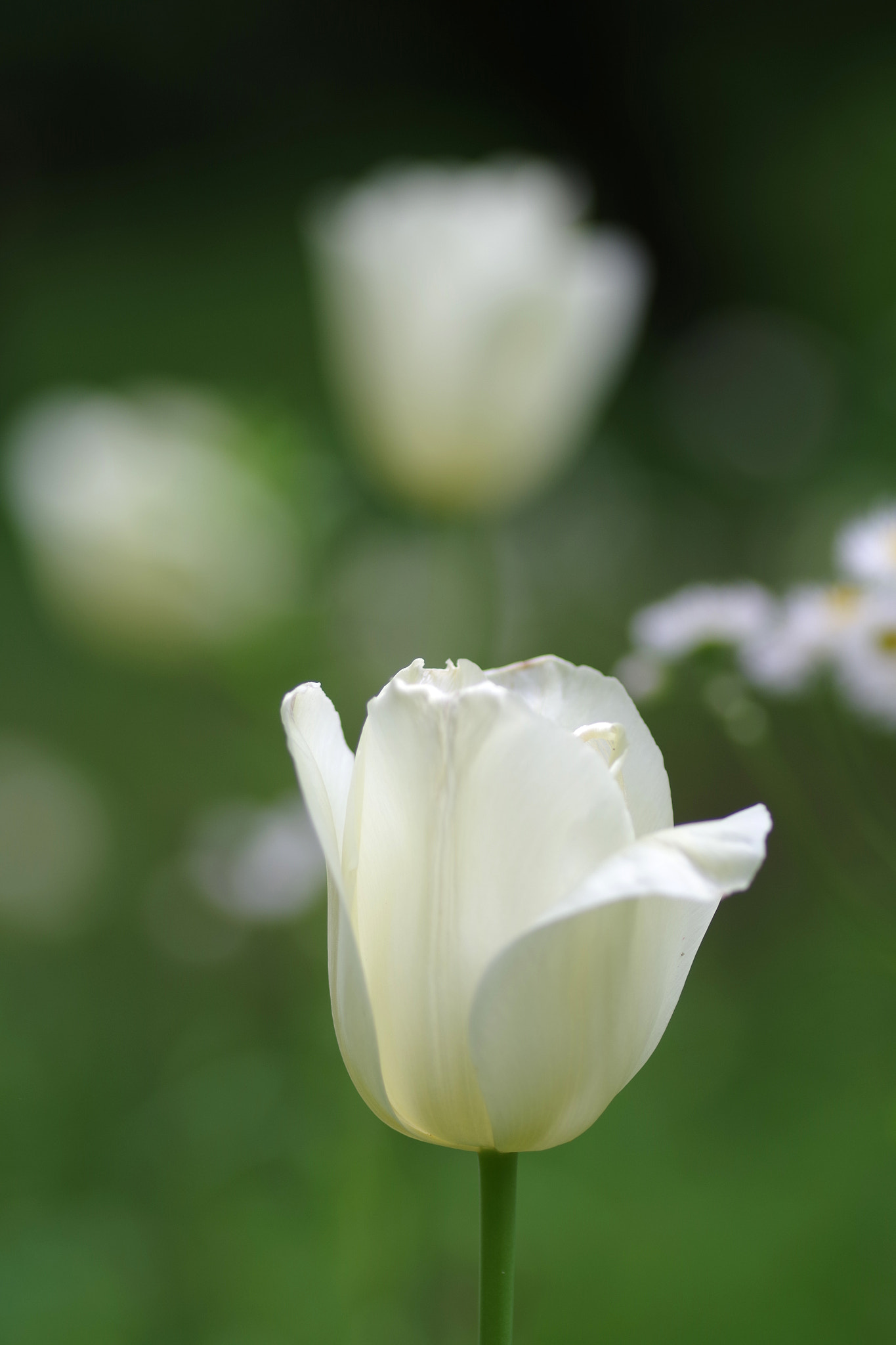 Pentax smc D-FA 100mm F2.8 Macro WR sample photo. Tulip photography