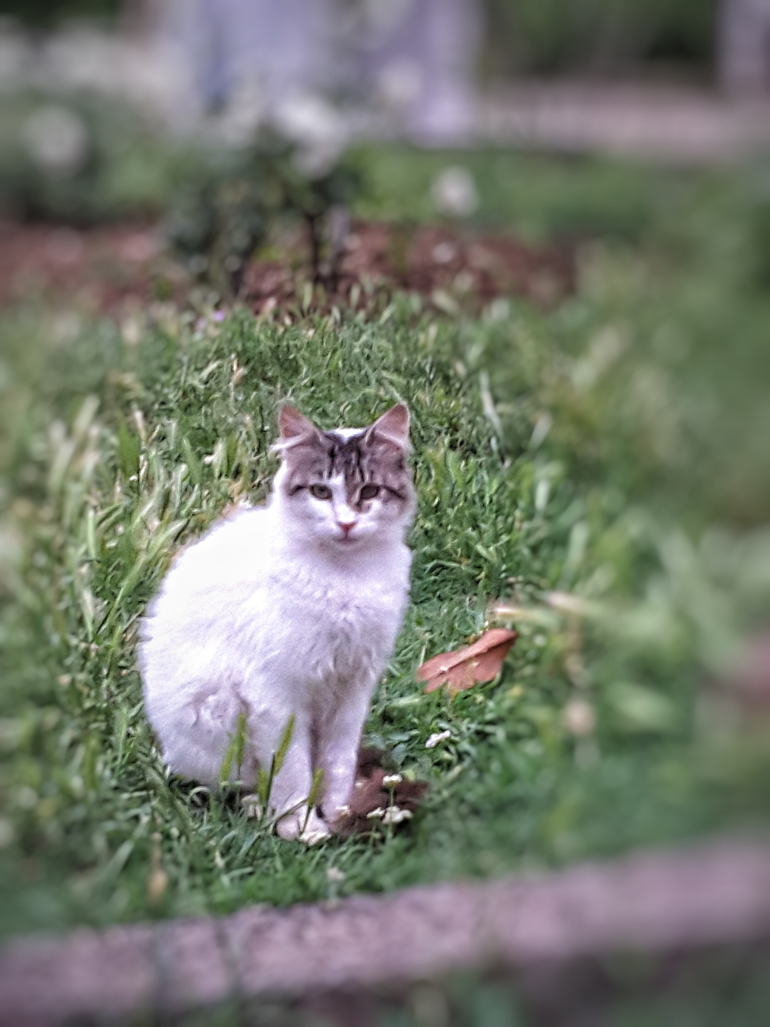 Samsung Galaxy Tab S2 8.0 sample photo. Cat photography