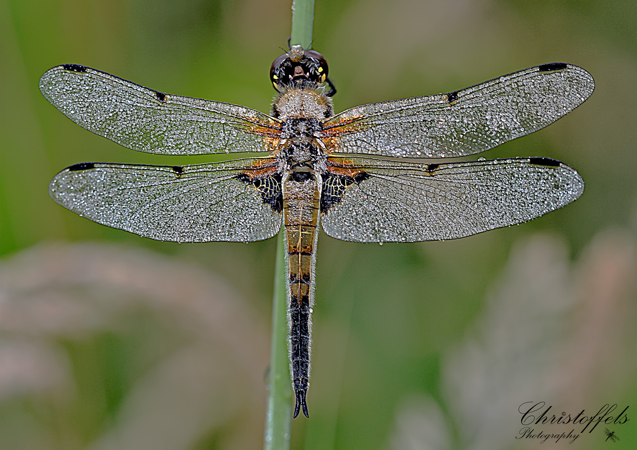 Sigma APO Macro 150mm f/2.8 EX DG HSM sample photo. Wings (organic pattern) photography
