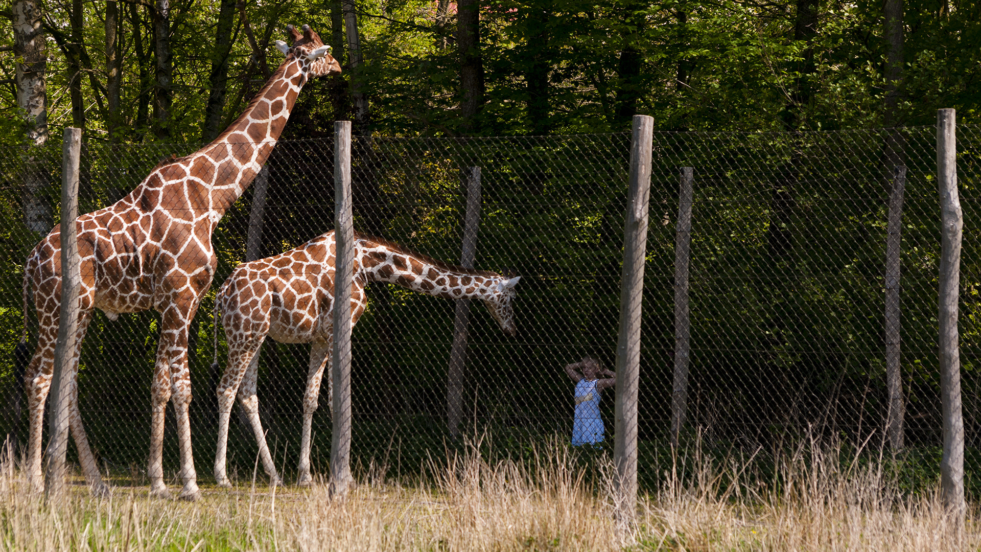 Nikon D300S sample photo. Curious giraffe in odense zoo photography