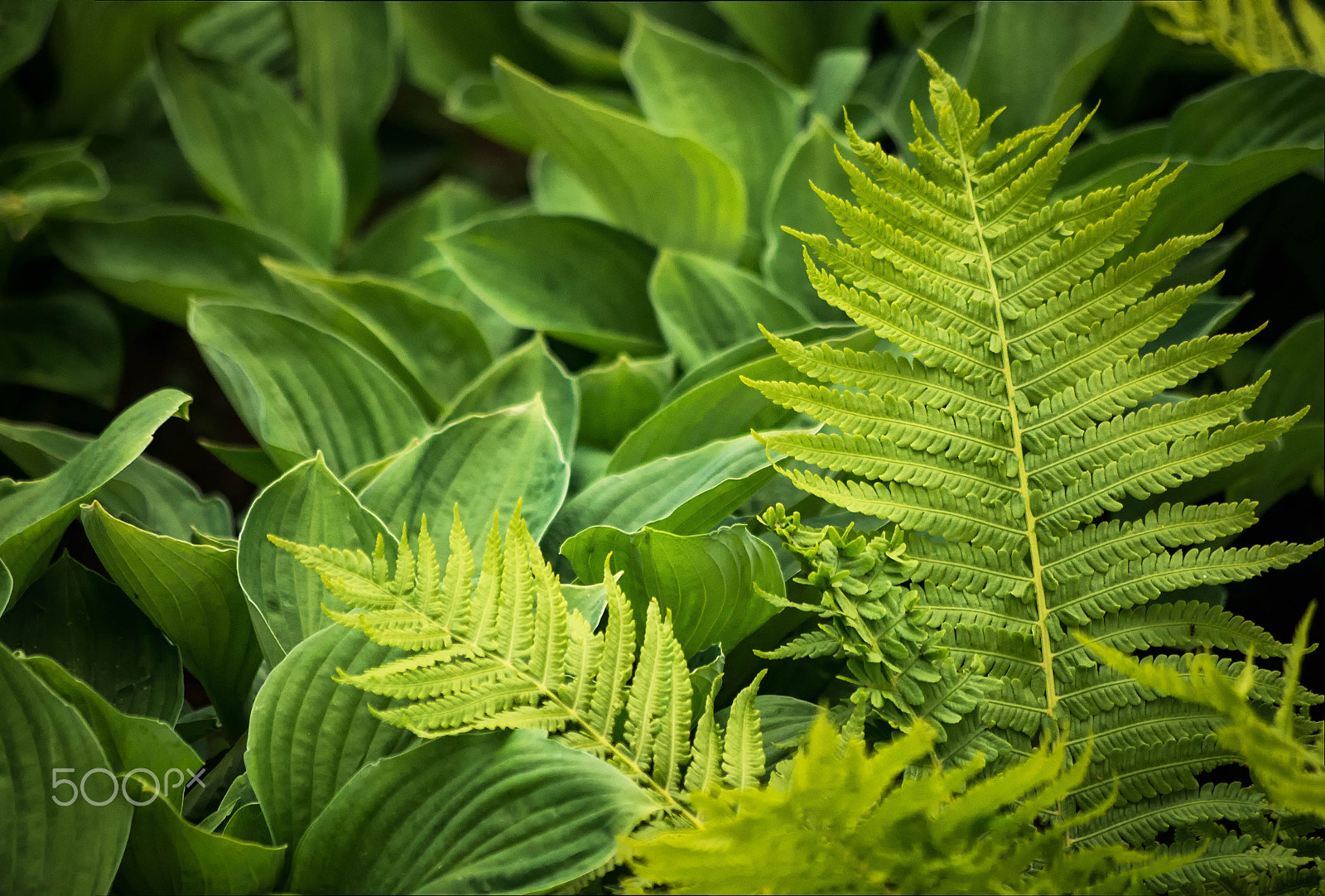 Pentax smc DA 50-200mm F4-5.6 ED WR sample photo. June lush photography