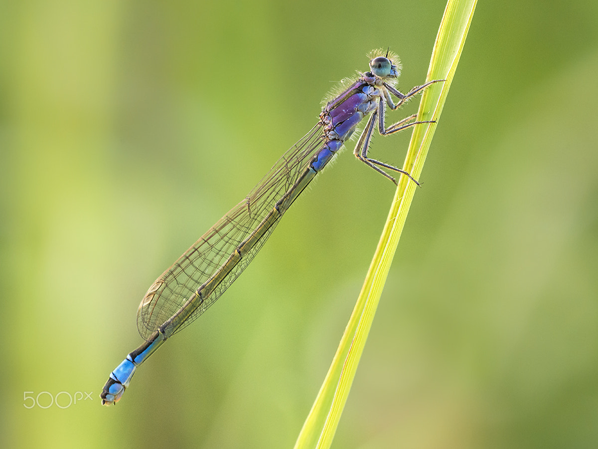 Sigma 150mm F2.8 EX DG OS Macro HSM sample photo. Female blue tailed damselfly photography
