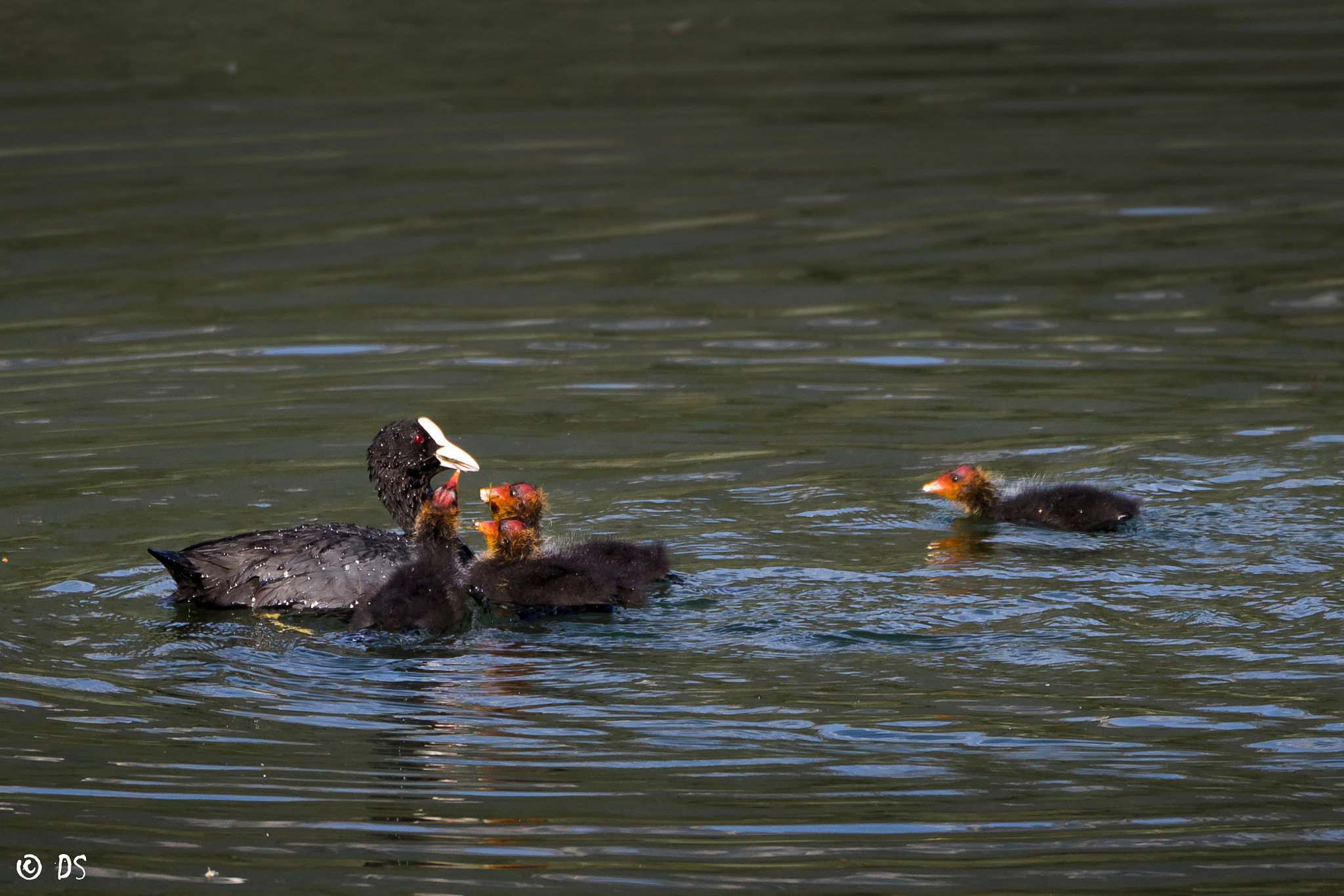 Tamron SP 150-600mm F5-6.3 Di VC USD sample photo. Blässhuhnfamilie photography