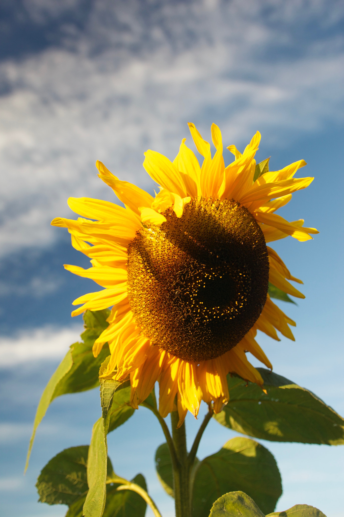 Canon EOS-1Ds + Canon EF 17-35mm f/2.8L sample photo. Sunflower photography