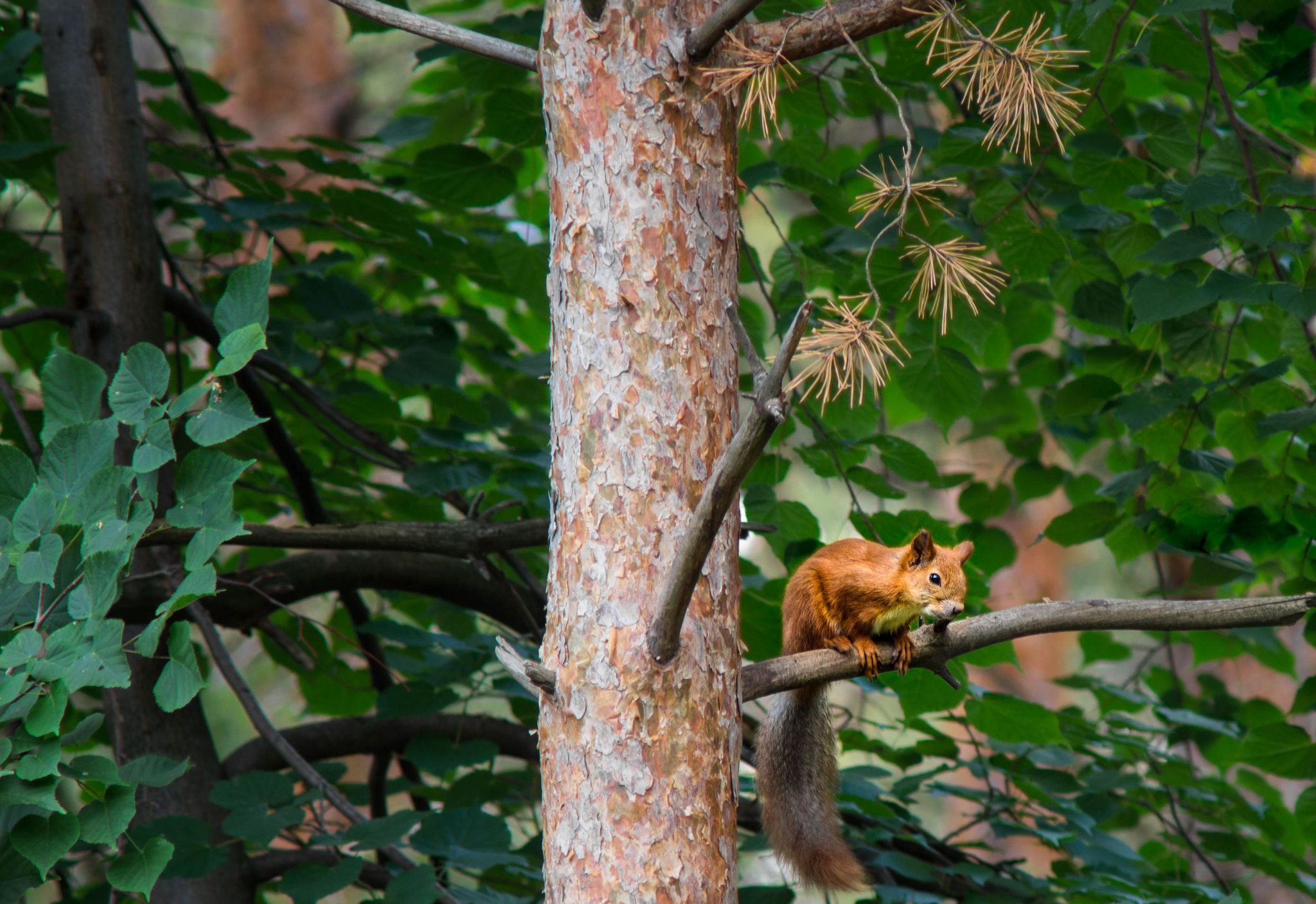 Sony SLT-A58 + Minolta AF 70-210mm F4 Macro sample photo. Squirrel photography