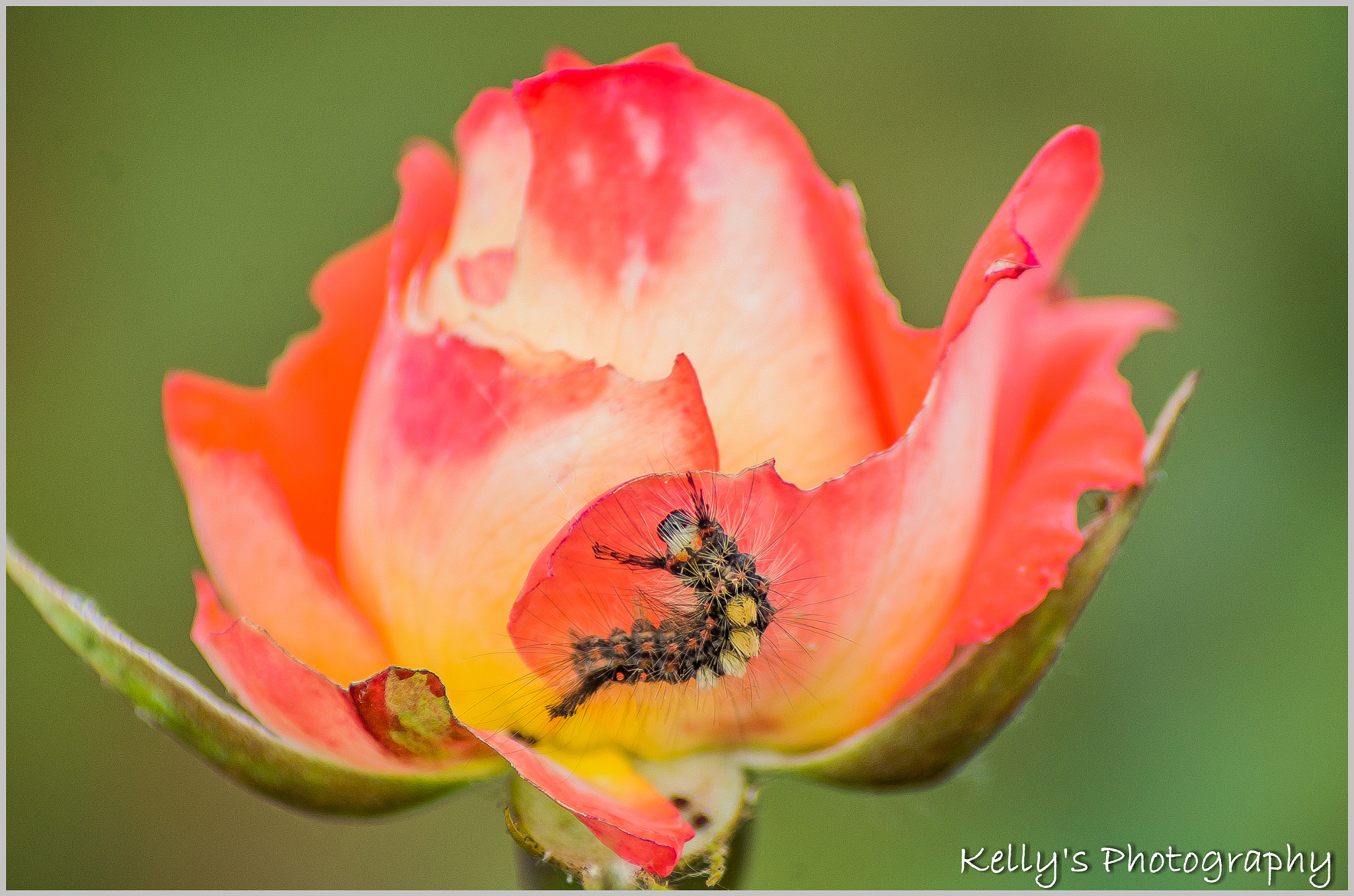 Tamron AF 70-300mm F4-5.6 Di LD Macro sample photo. Vapourer  photography