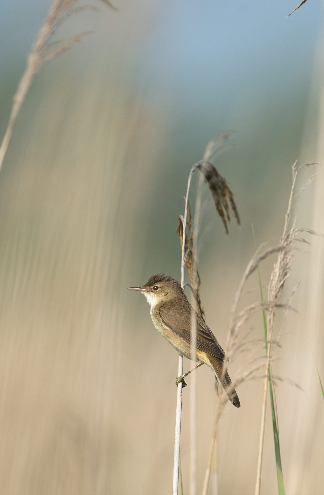 Nikon AF-S Nikkor 500mm F4E FL ED VR sample photo. Phragmite des joncs (acrocephalus schoenobaenus) photography